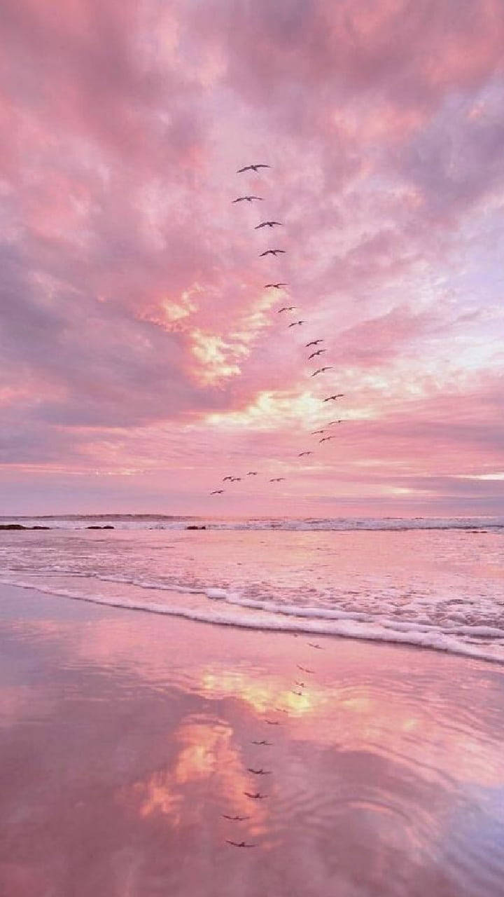 Pink Aesthetic Ocean With Birds Background