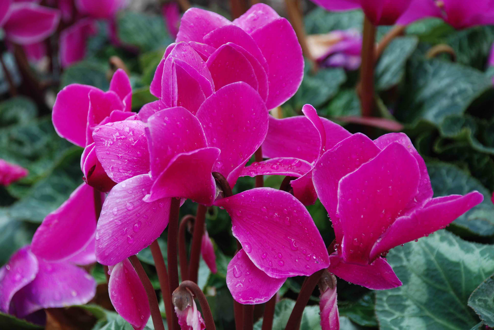 Pink Alpine Cyclamen