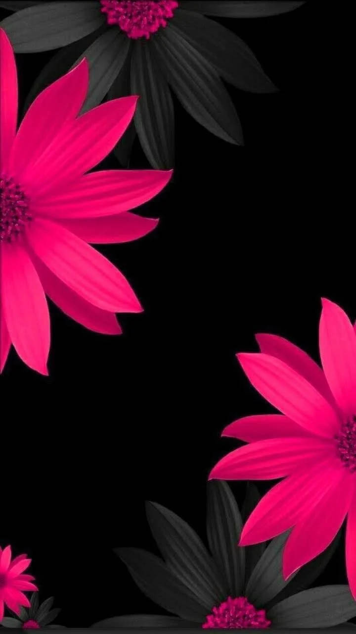 Pink And Black Blooming Flowers Themes Background