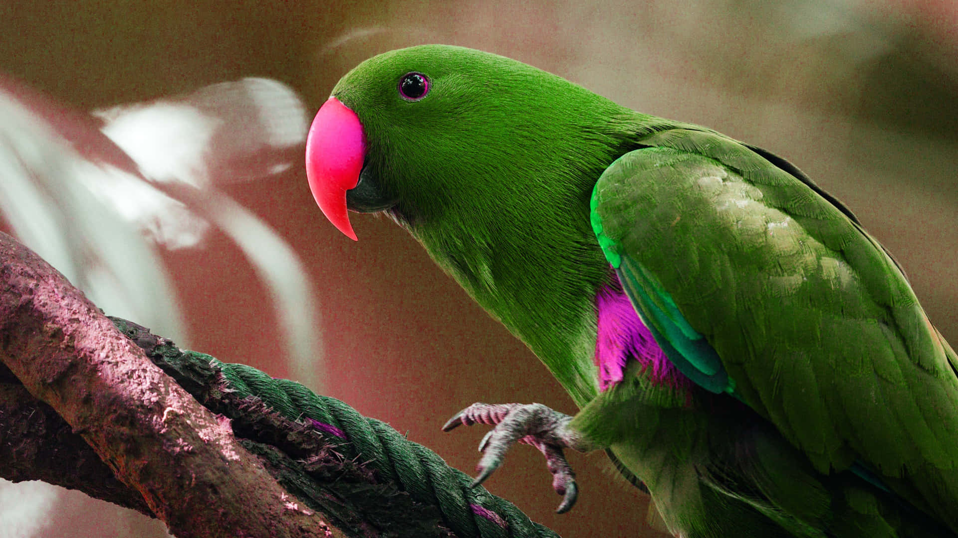 Pink And Green Parrot Background