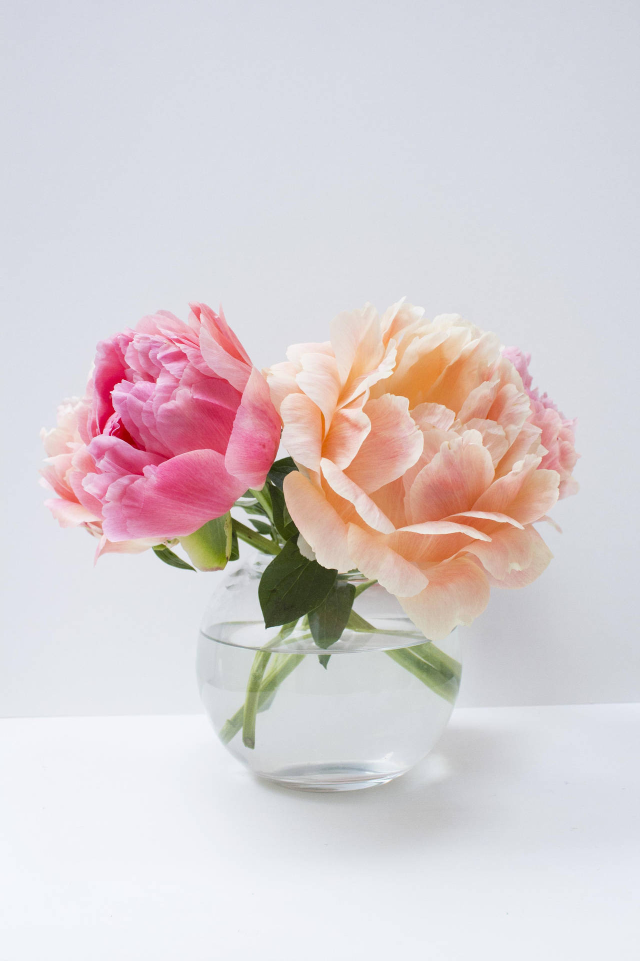 Pink And Orange Peony Flowers Background