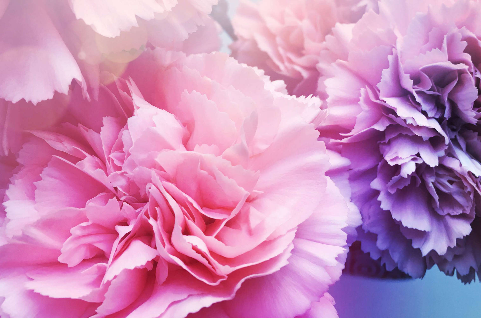 Pink And Purple Carnation
