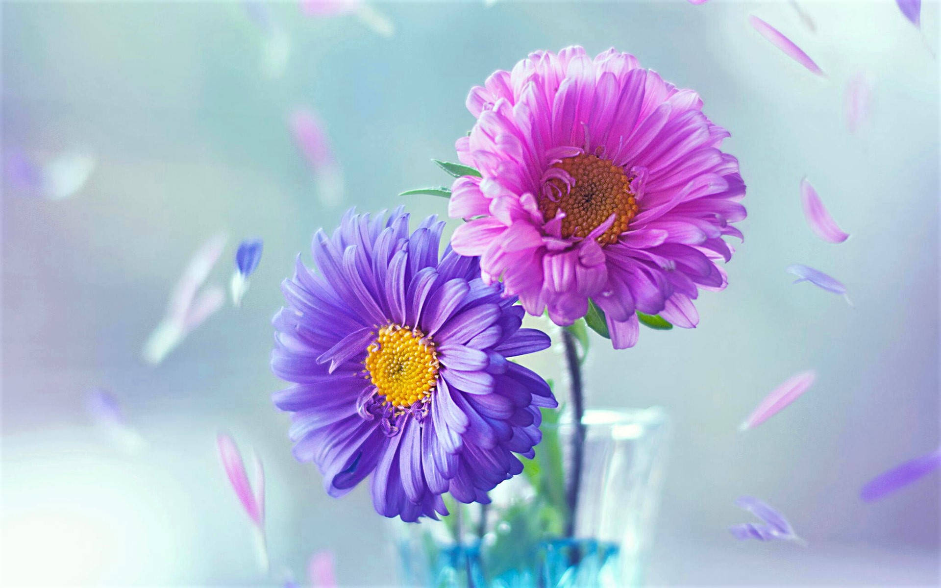 Pink And Purple Daisy Background