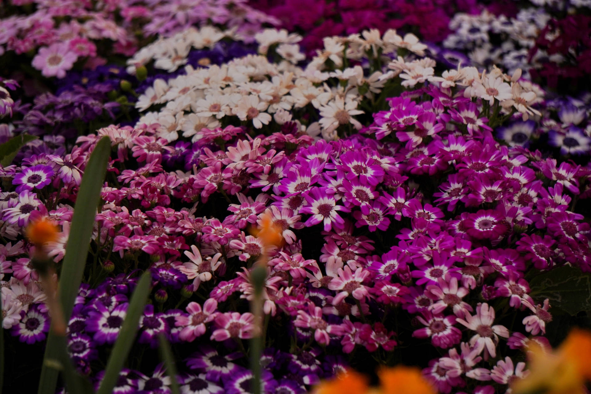 Pink And Purple Flower Garden Background
