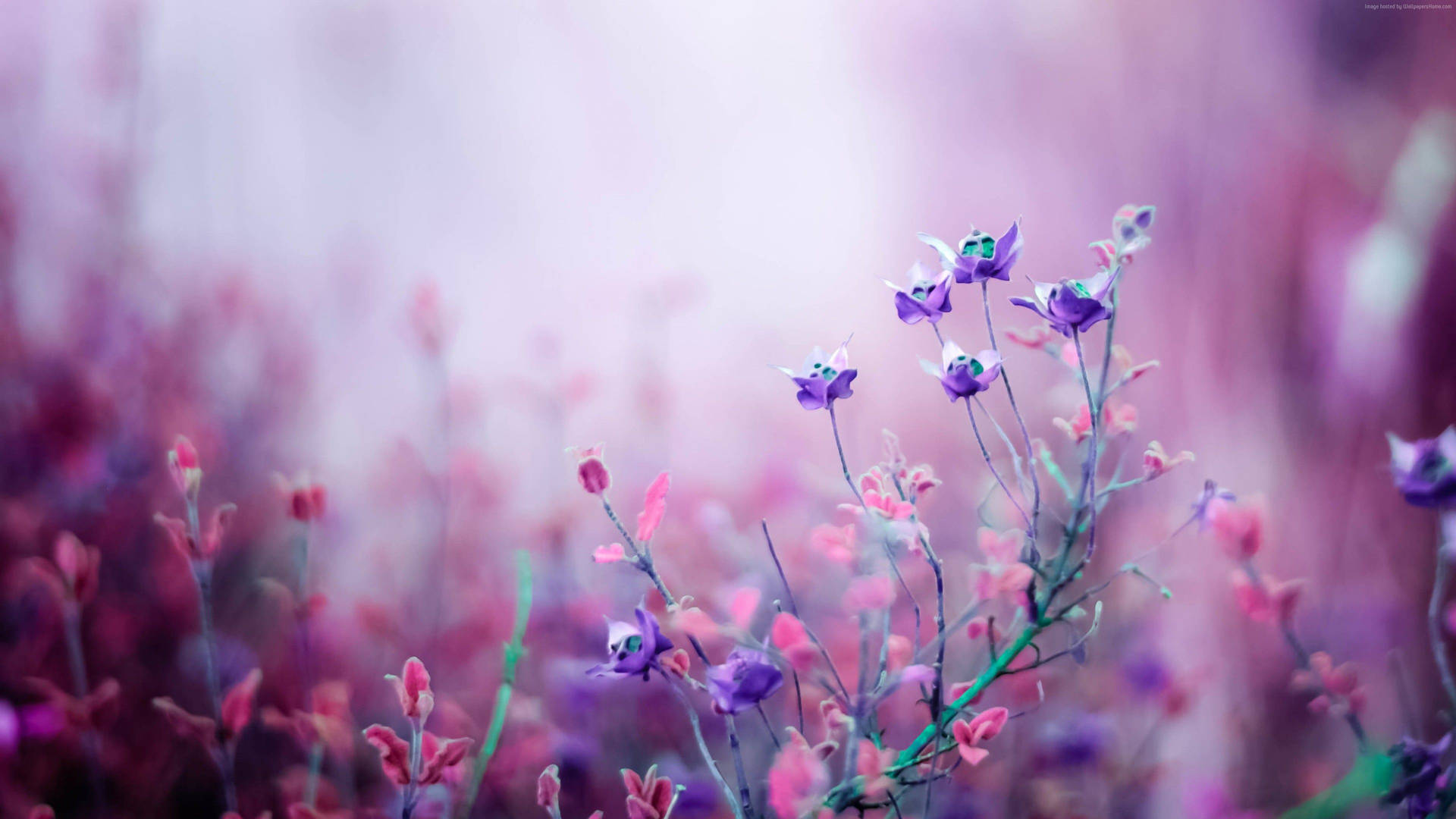 Pink And Purple Flower Background