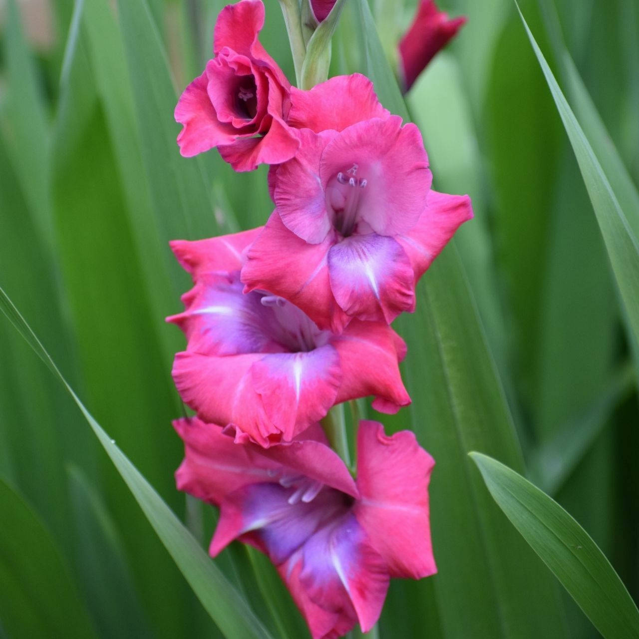Pink And Purple Gladiolus Flowers Background
