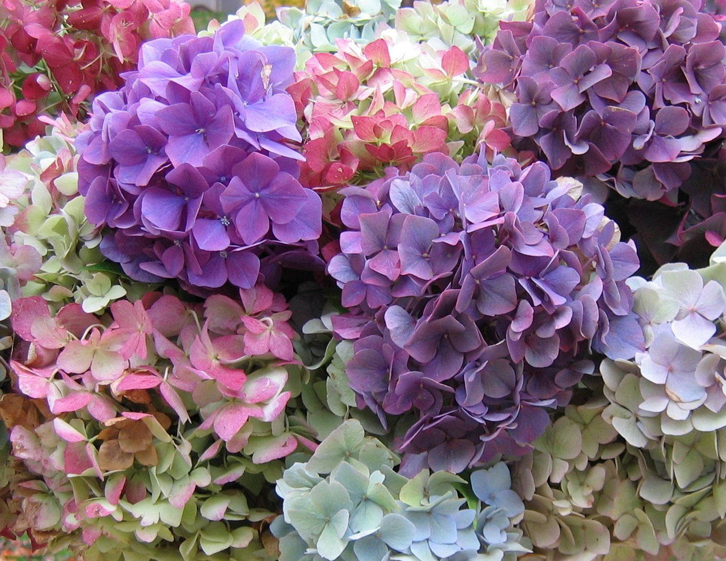 Pink And Purple Hydrangea Flowers Background