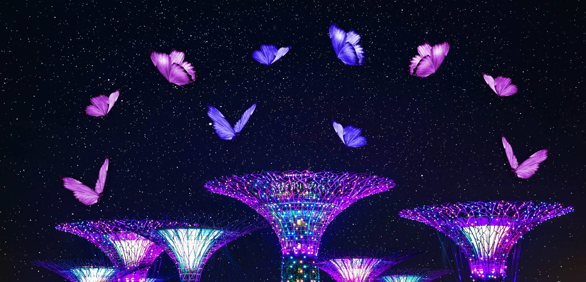 Pink And Purple Night Butterfly