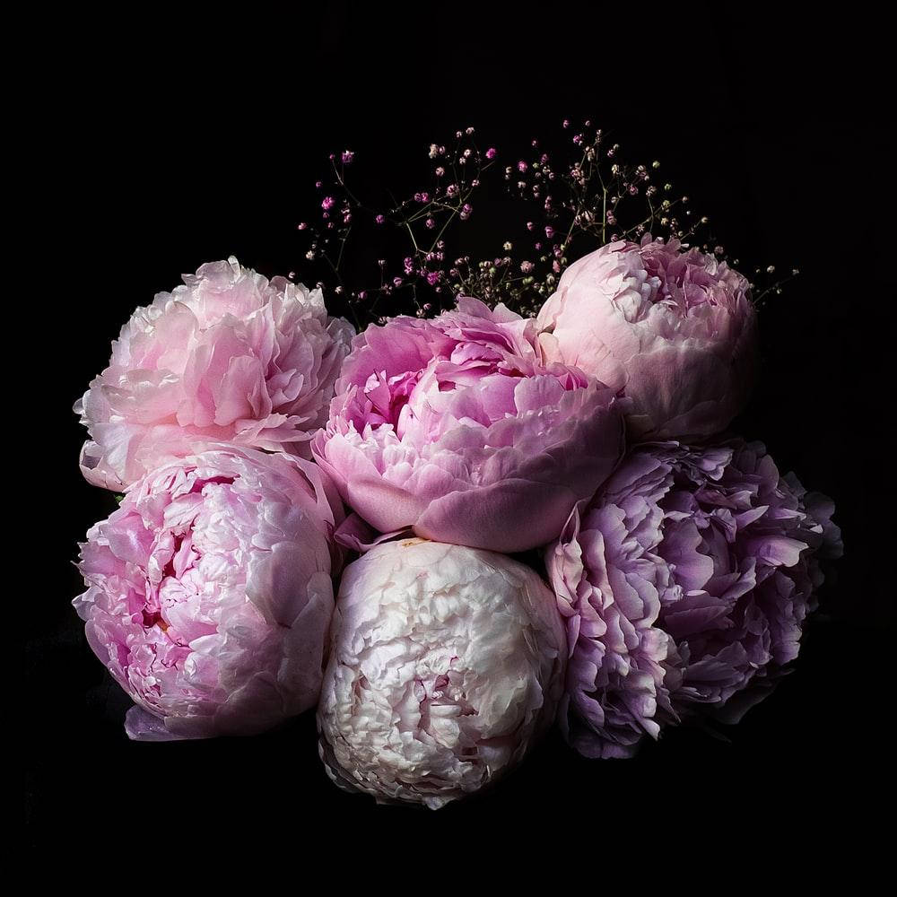 Pink And Purple Peony Flowers Background