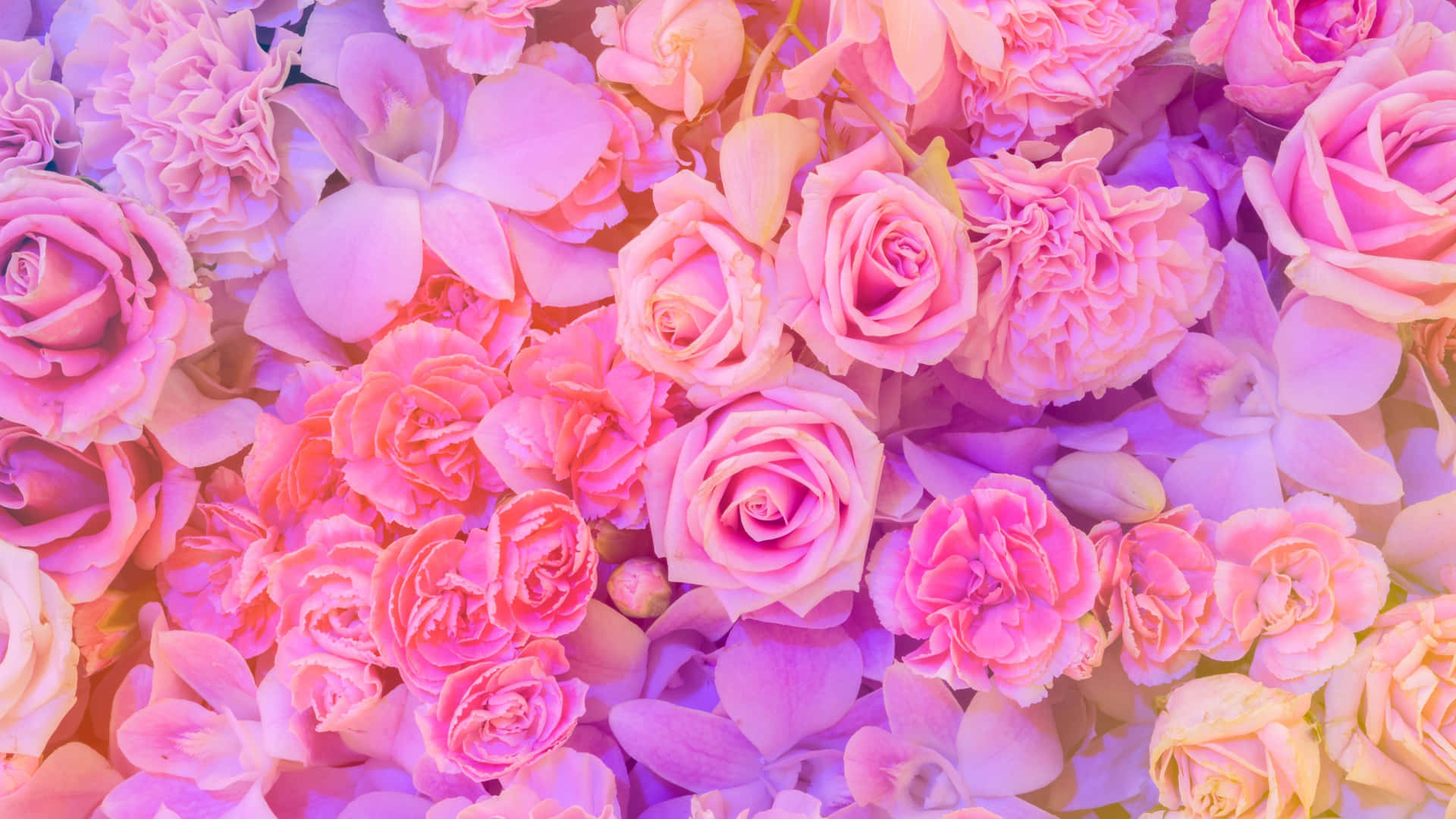 Pink And Purple Roses With Carnation Aesthetic 4k Monitor Background