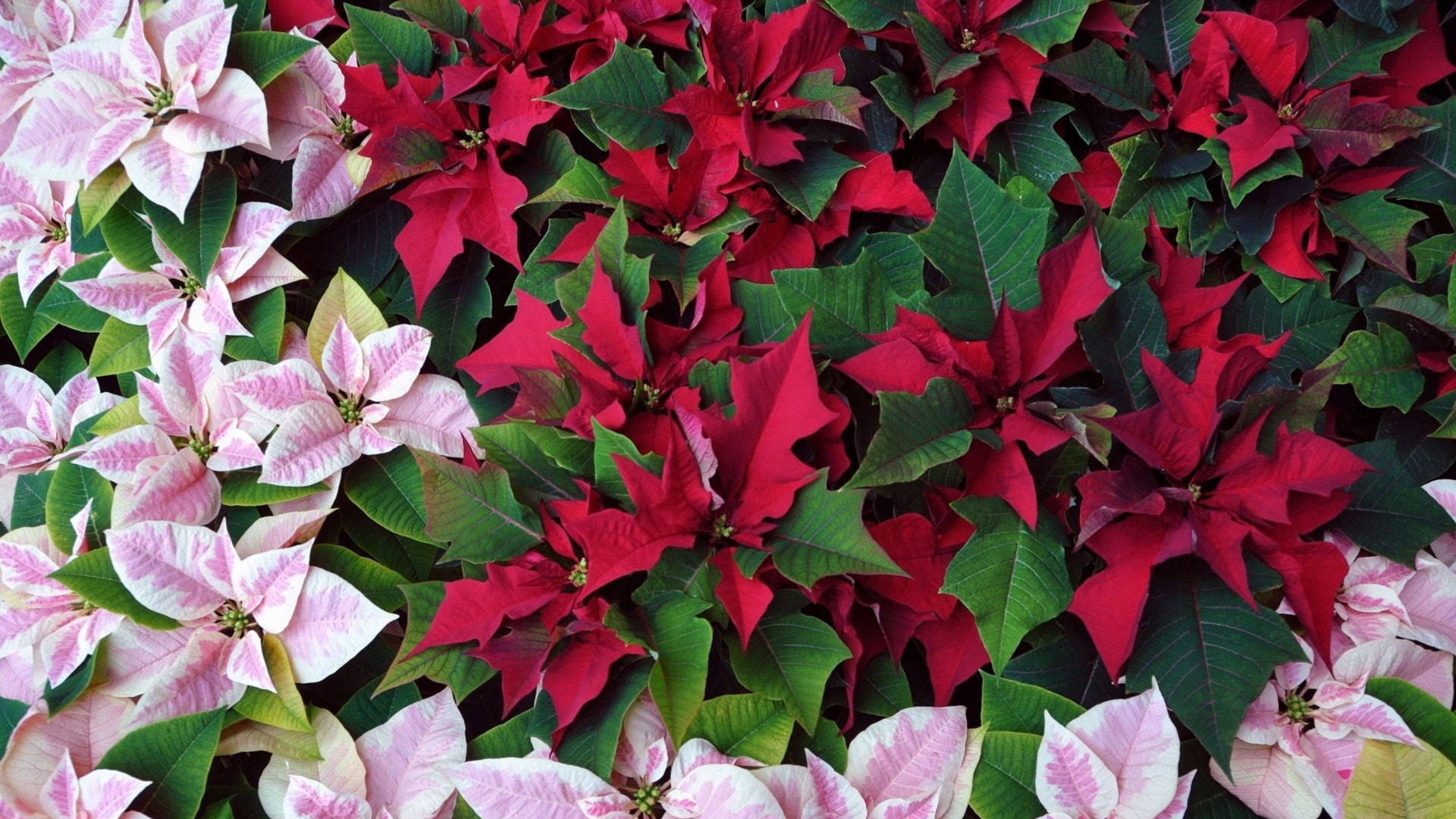 Pink And Red Poinsettias Background