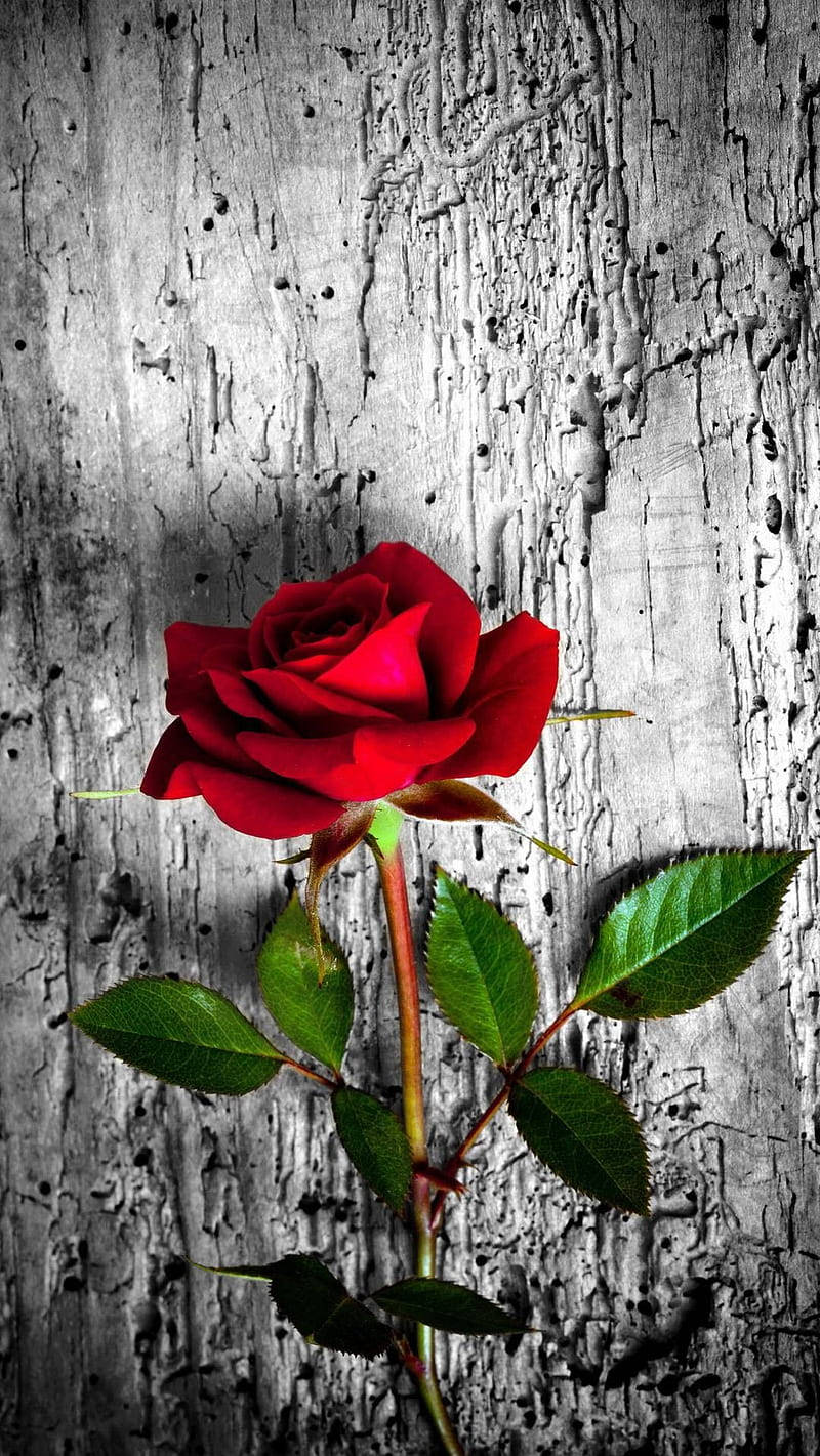 Pink And Red Roses On A Rustic Desktop Background