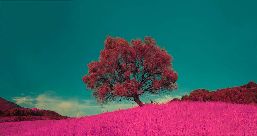 Pink And Teal Sky With A Tree - Wallpaper Background