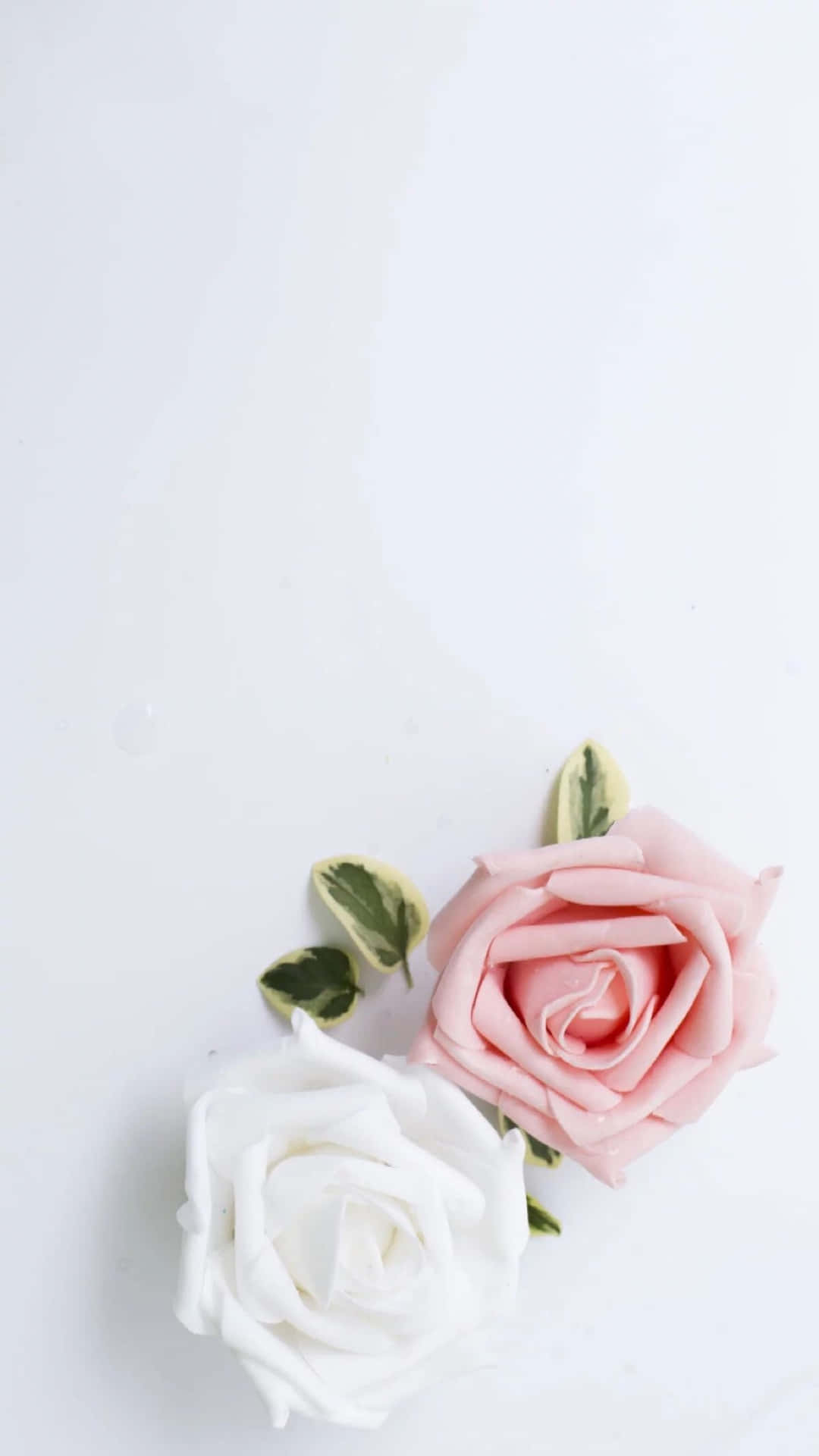 Pink And White Aesthetic Rose Flowers Background
