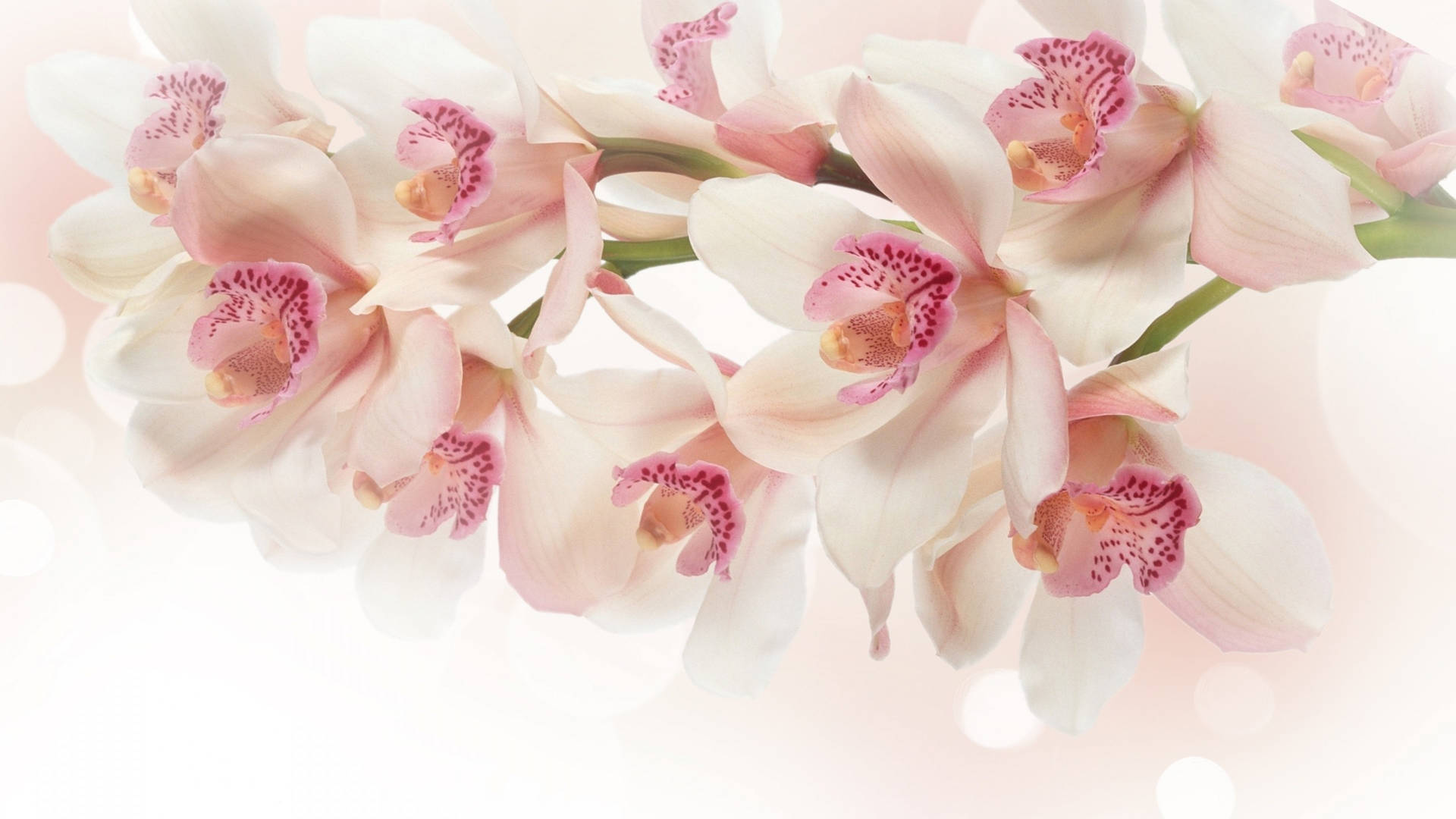 Pink And White Boat Orchid