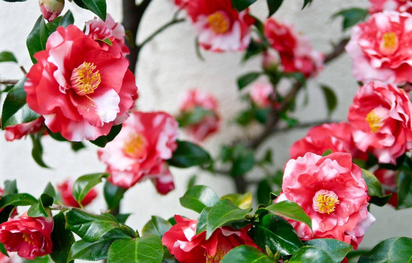 Pink And White Camellia Sasanqua Background