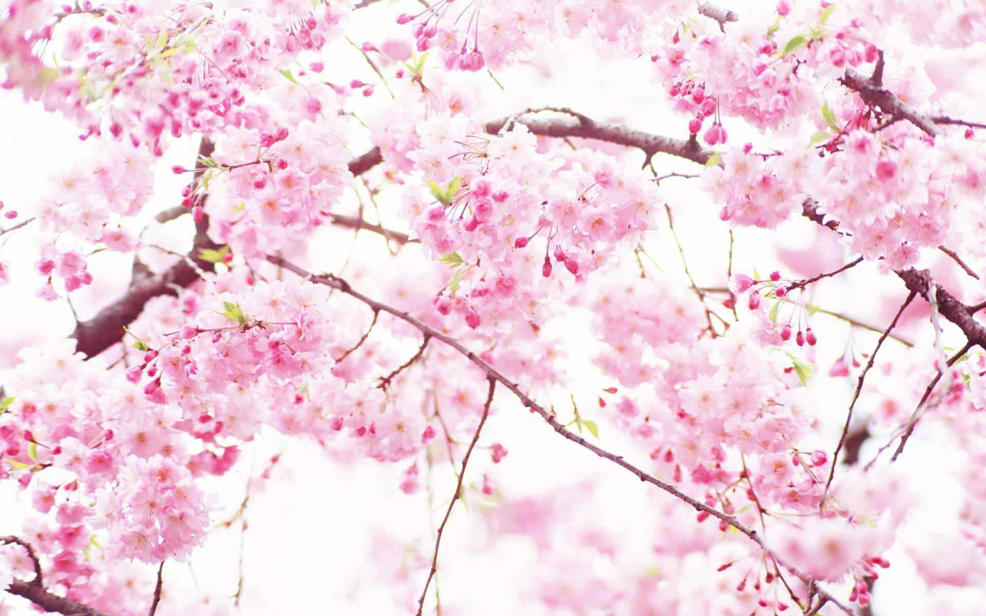 Pink And White Cherry Blossom Tree Background