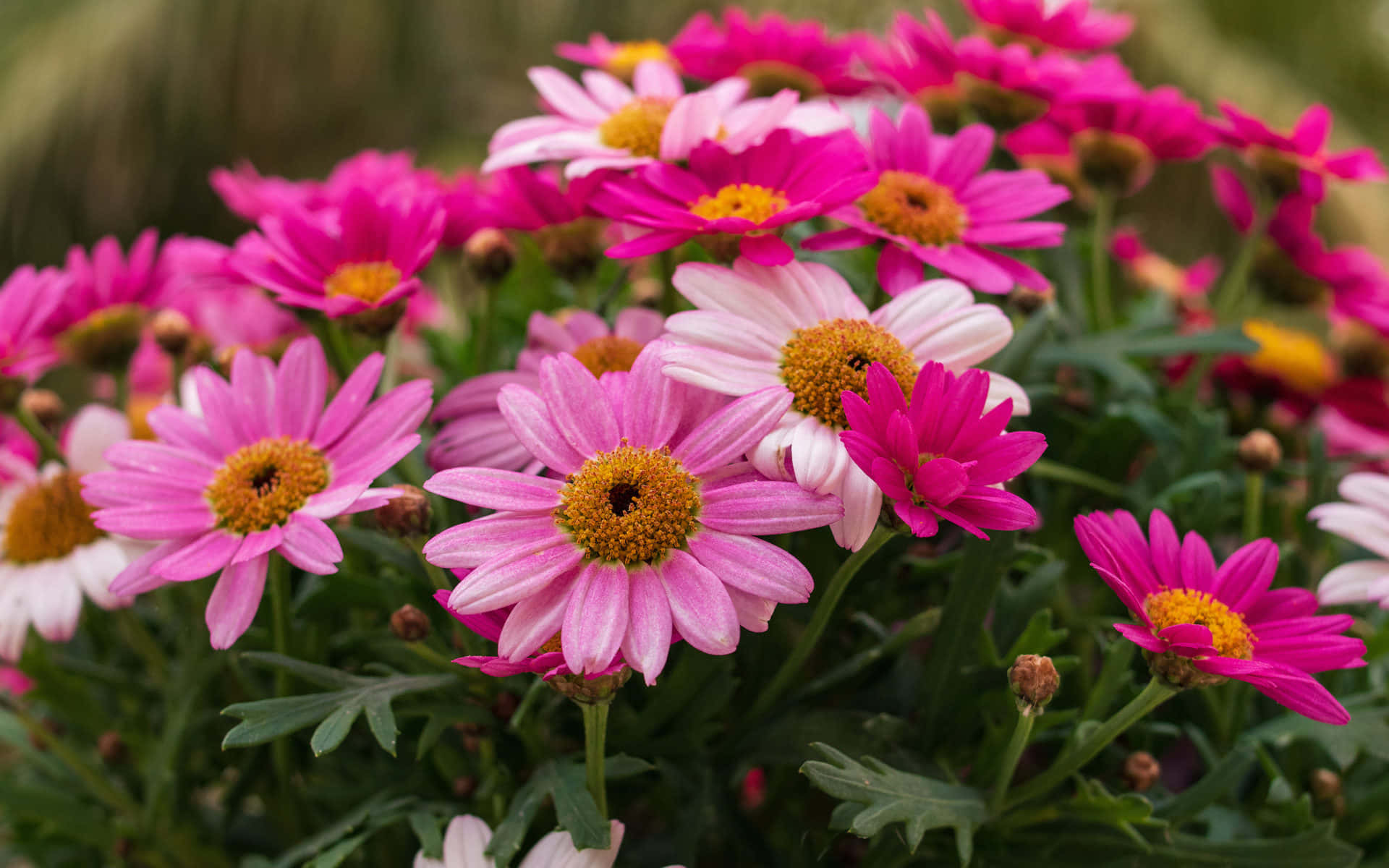 Pink And White Daisies In A Pot Background