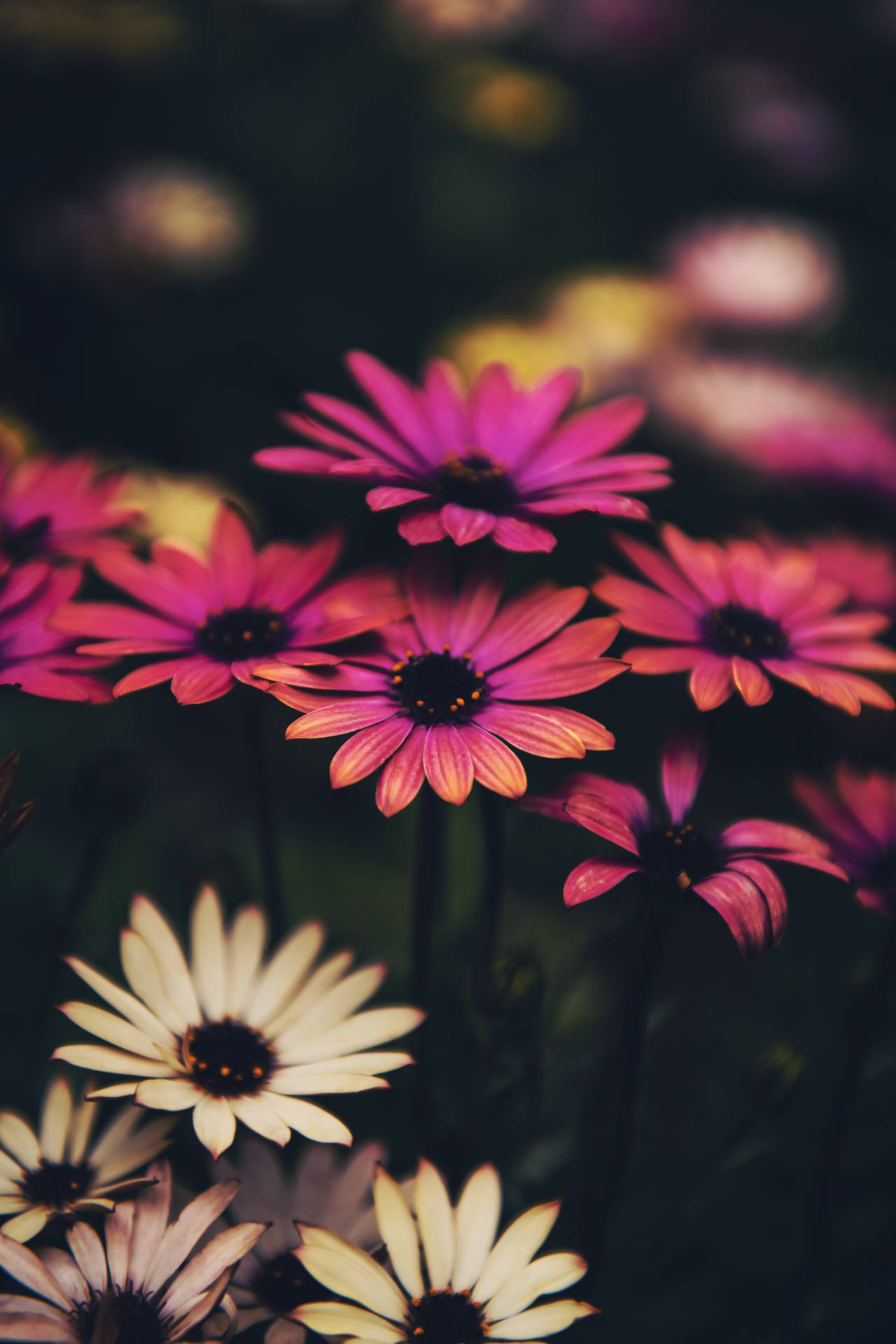 Pink And White Daisy Flowers Background