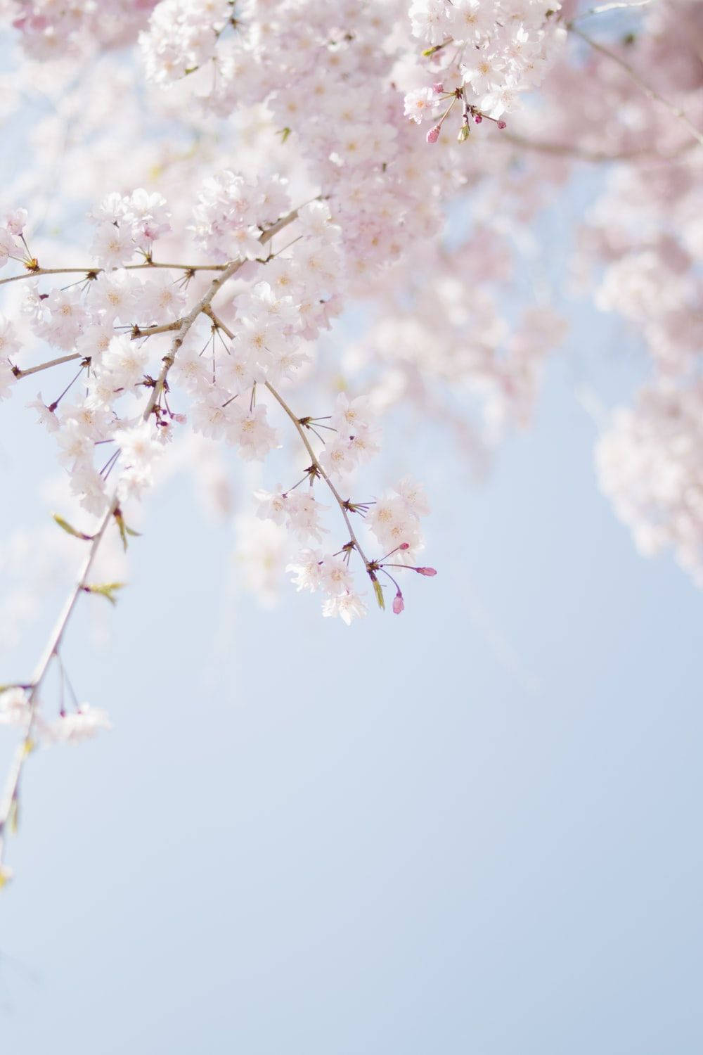 Pink And White Flower Background