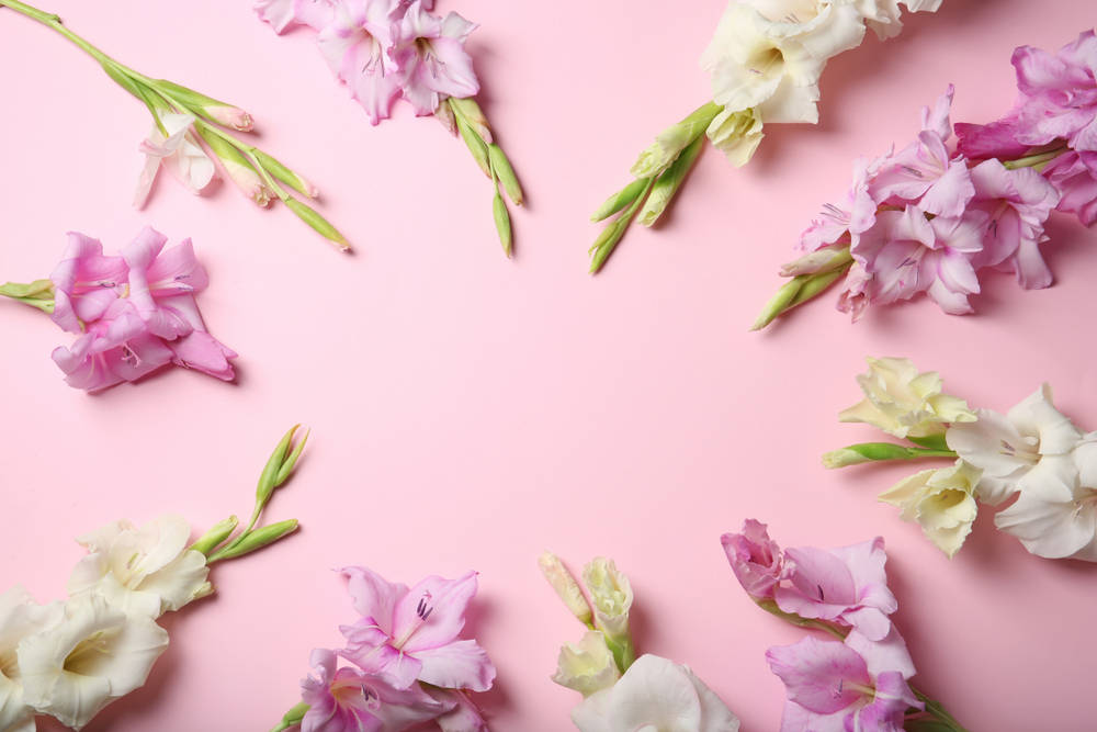 Pink And White Gladiolus Flowers Background