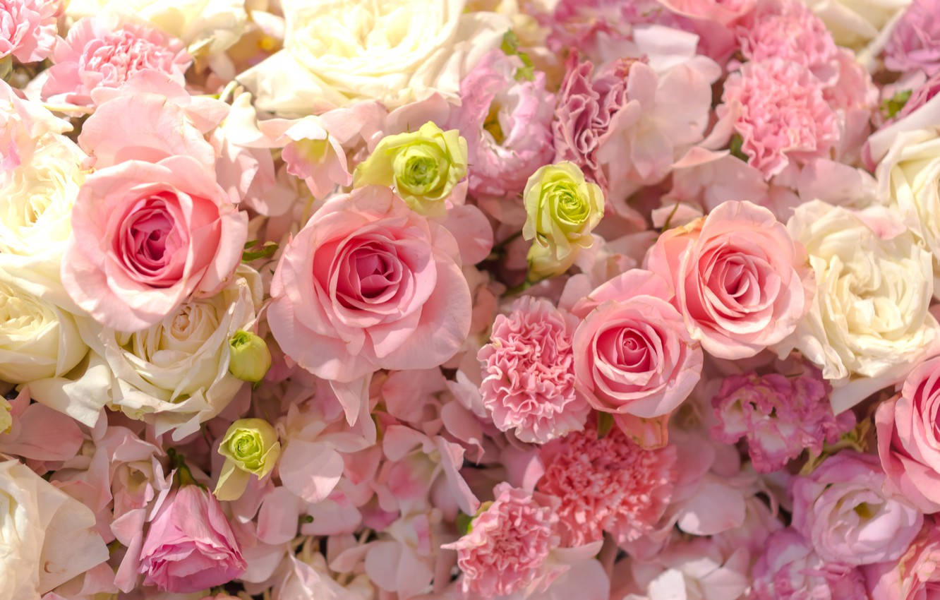 Pink And White Roses Desktop Background