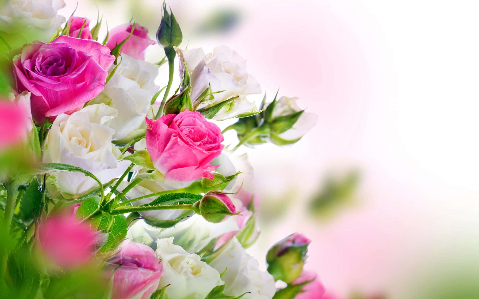 Pink And White Roses In A Vase Background