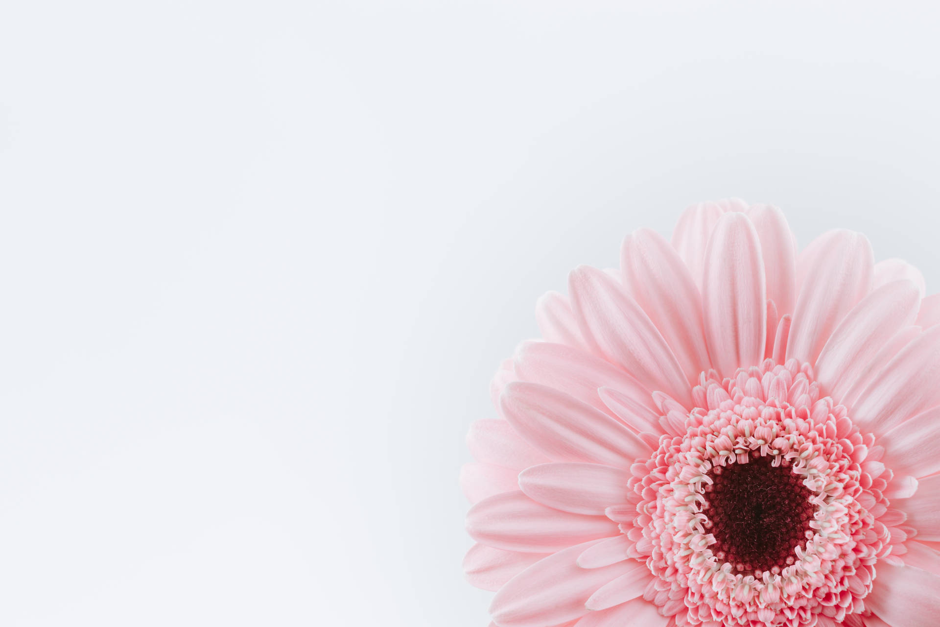 Pink And White Sunflower Background