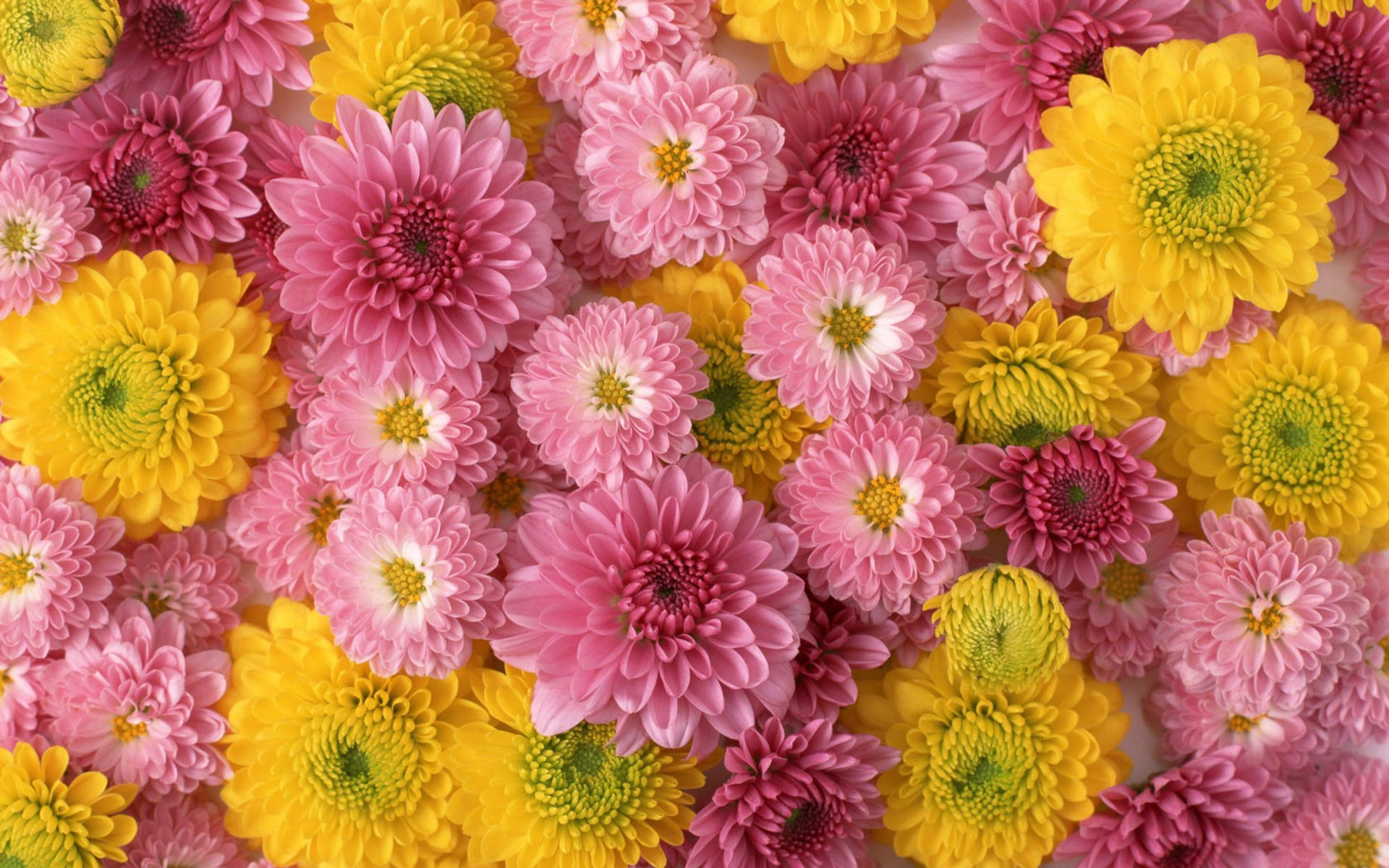 Pink And Yellow Chrysanthemums