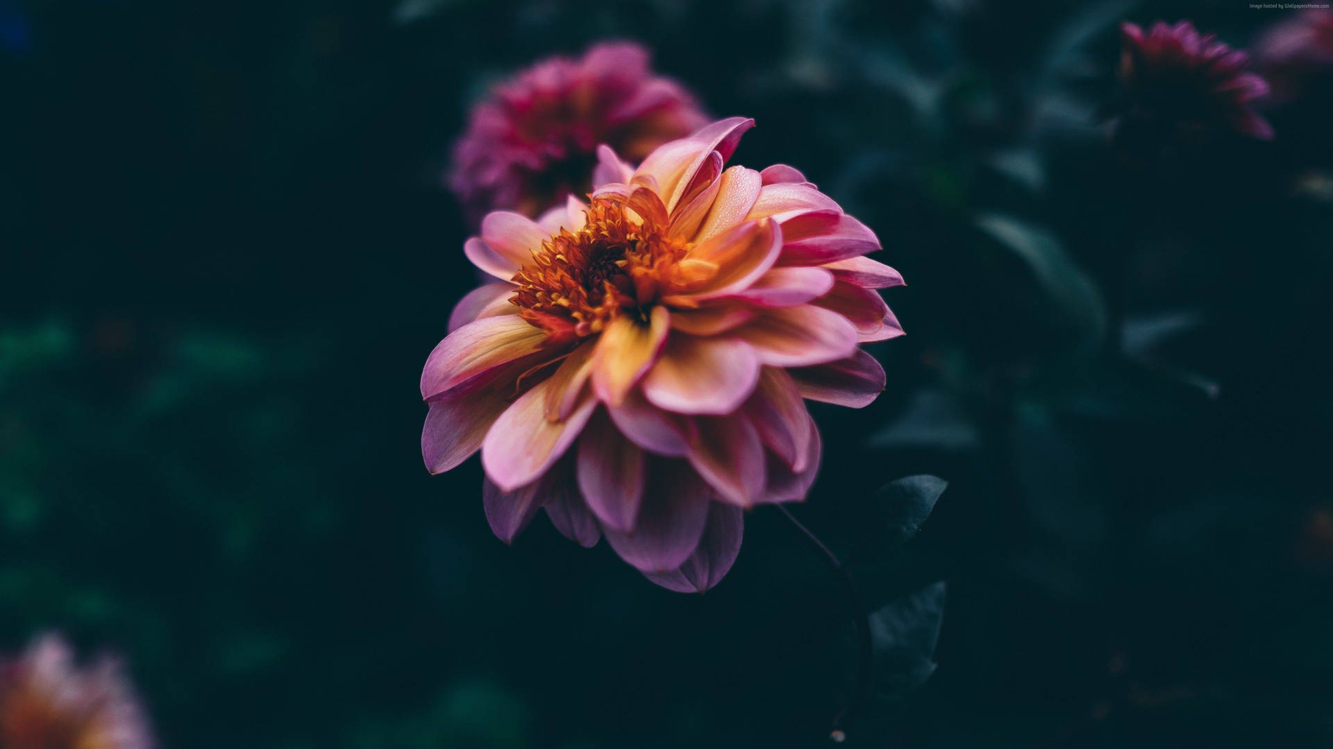 Pink And Yellow Dahlias Dark Hd Flowers Background