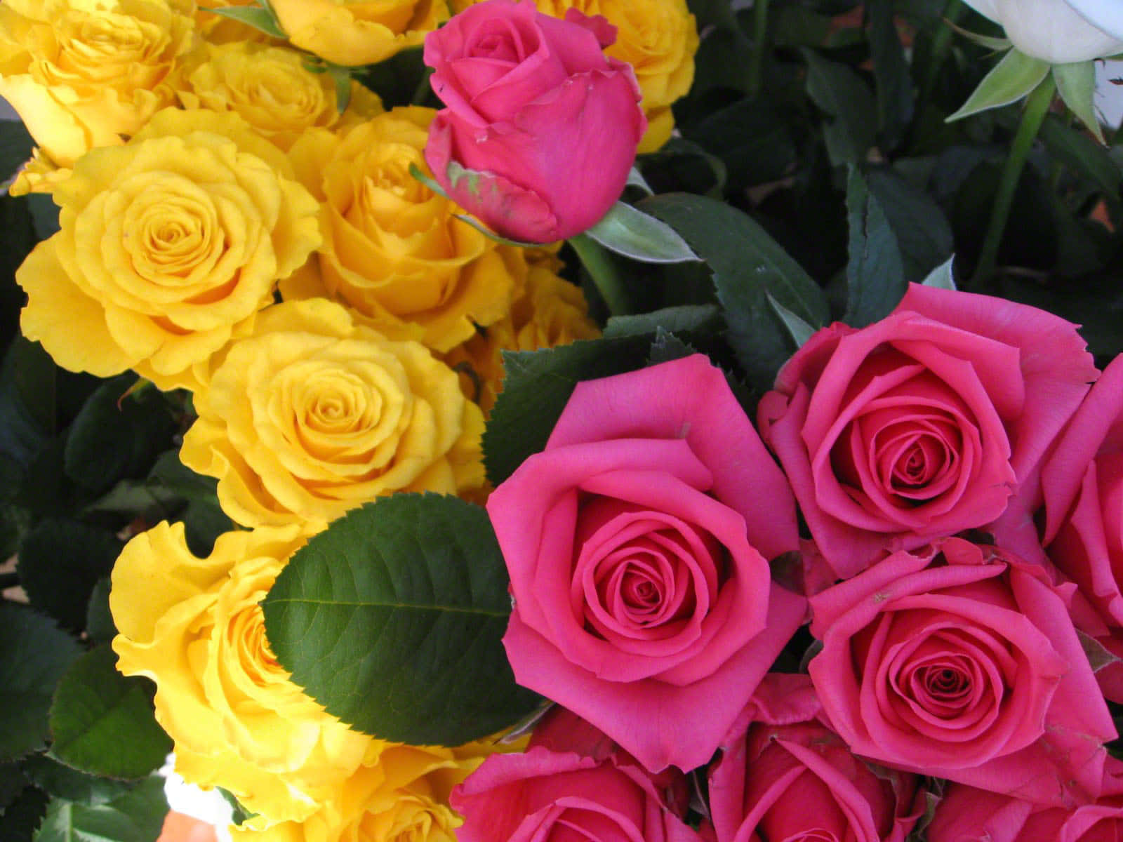 Pink And Yellow Rose Bouquet Background