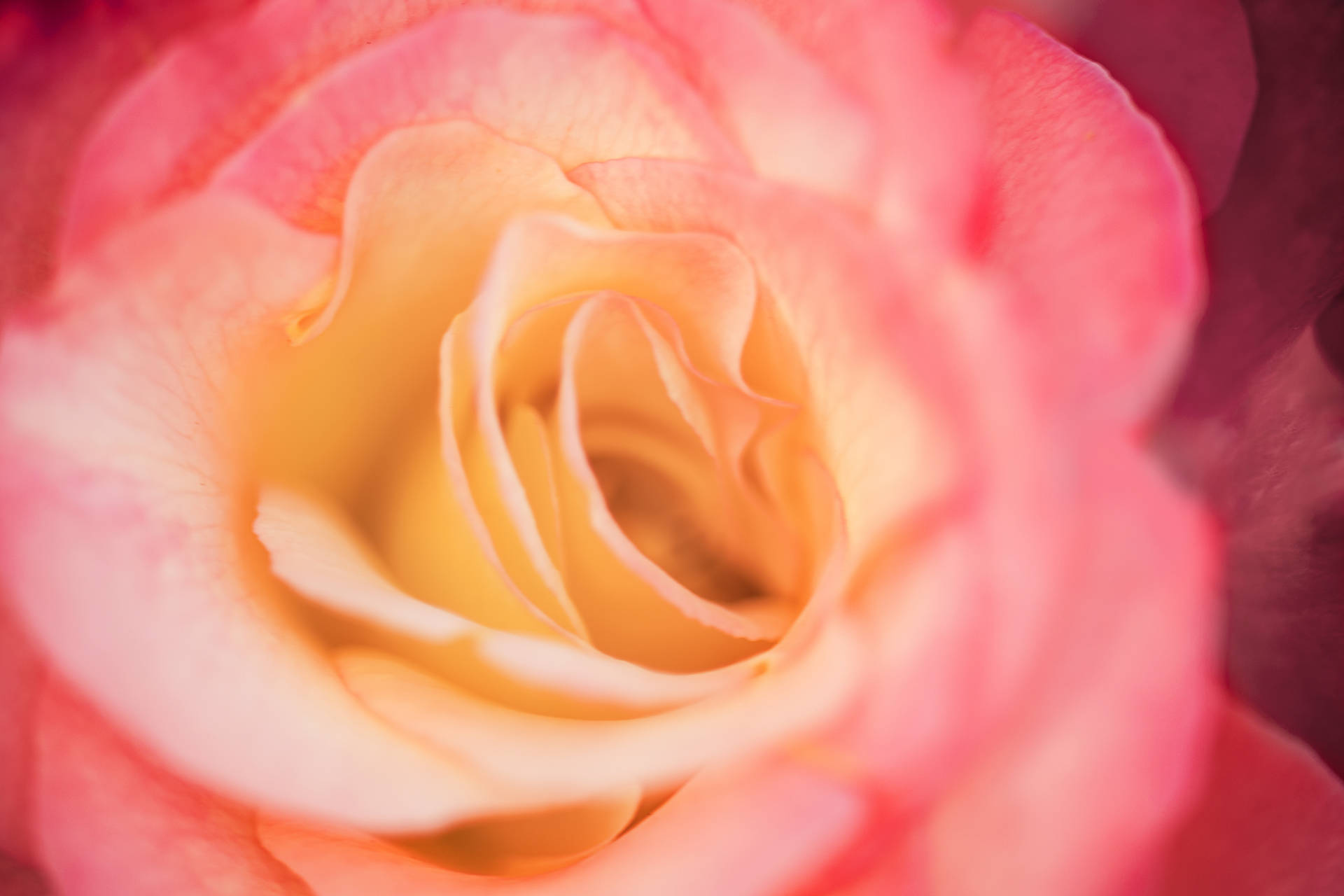 Pink And Yellow Rose Bud Screensavers Background