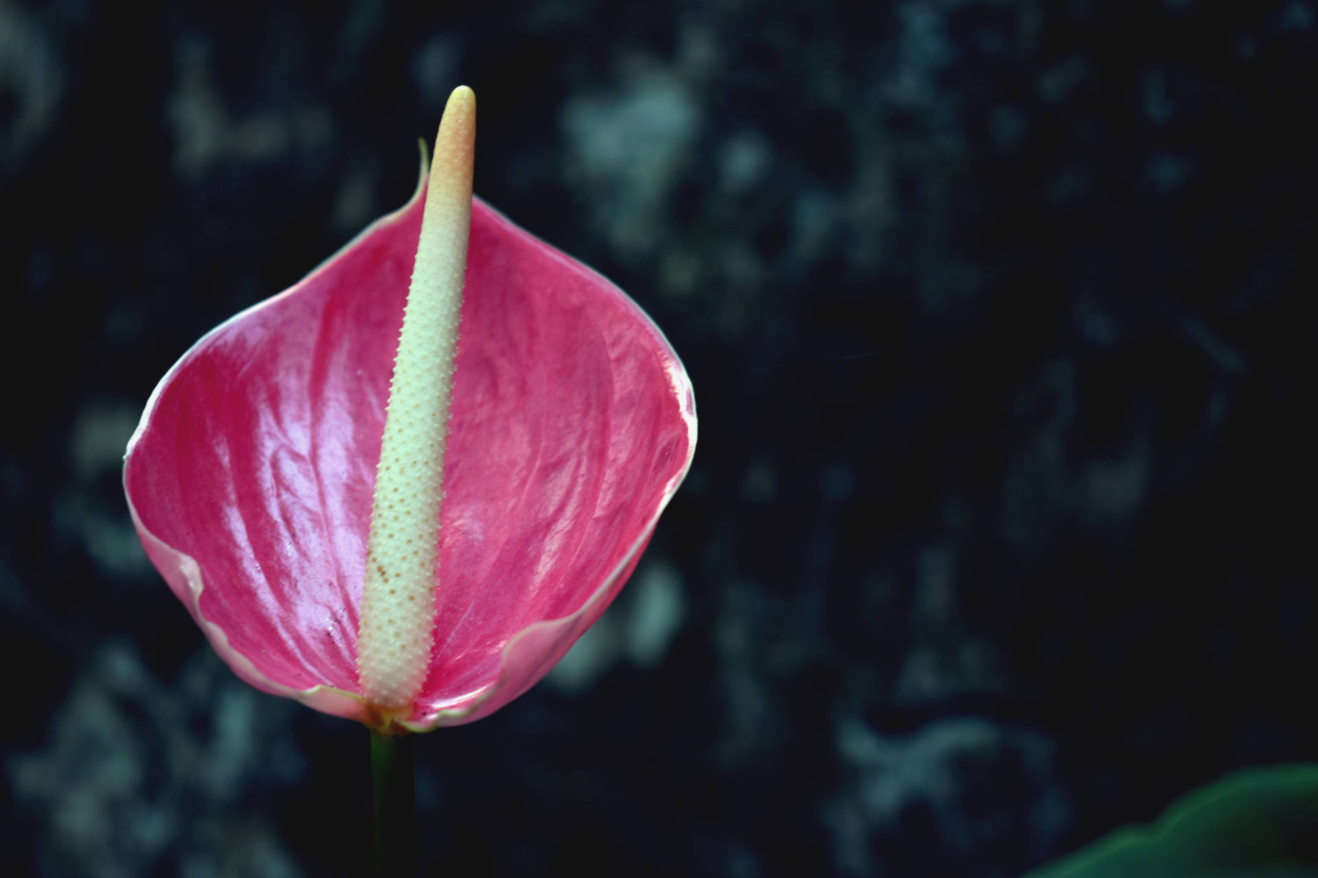 Pink Anthurium Flower Background