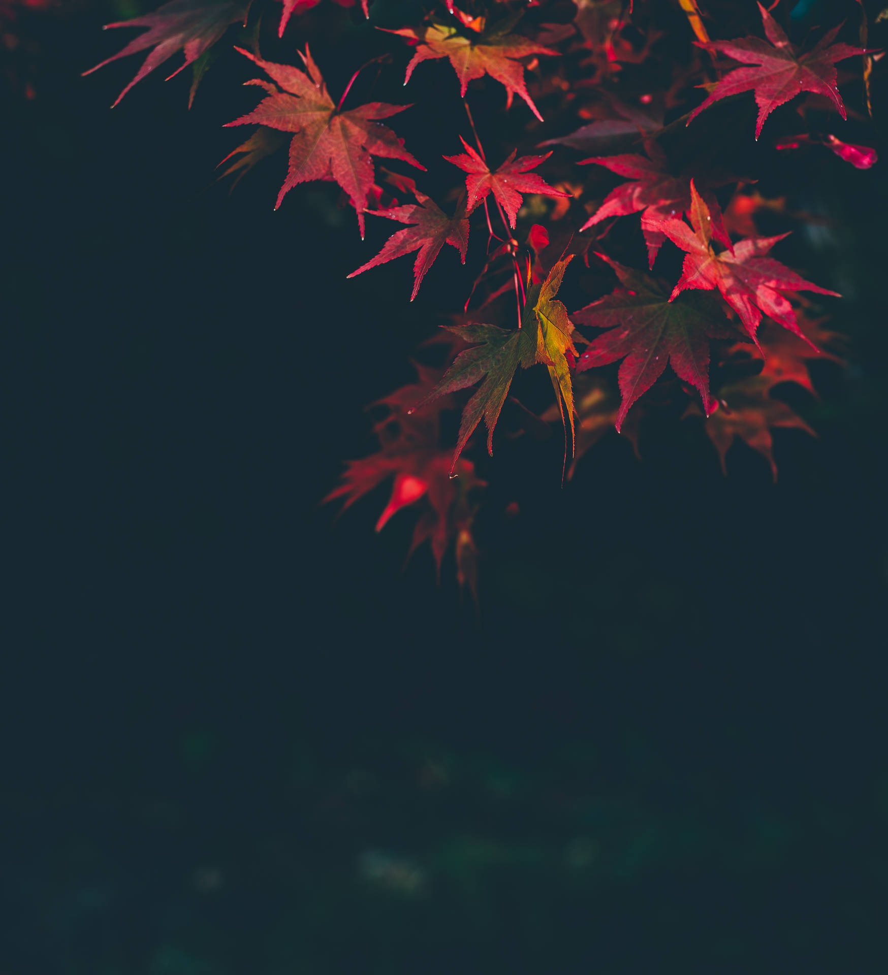 Pink Autumn Maple Leaves Background
