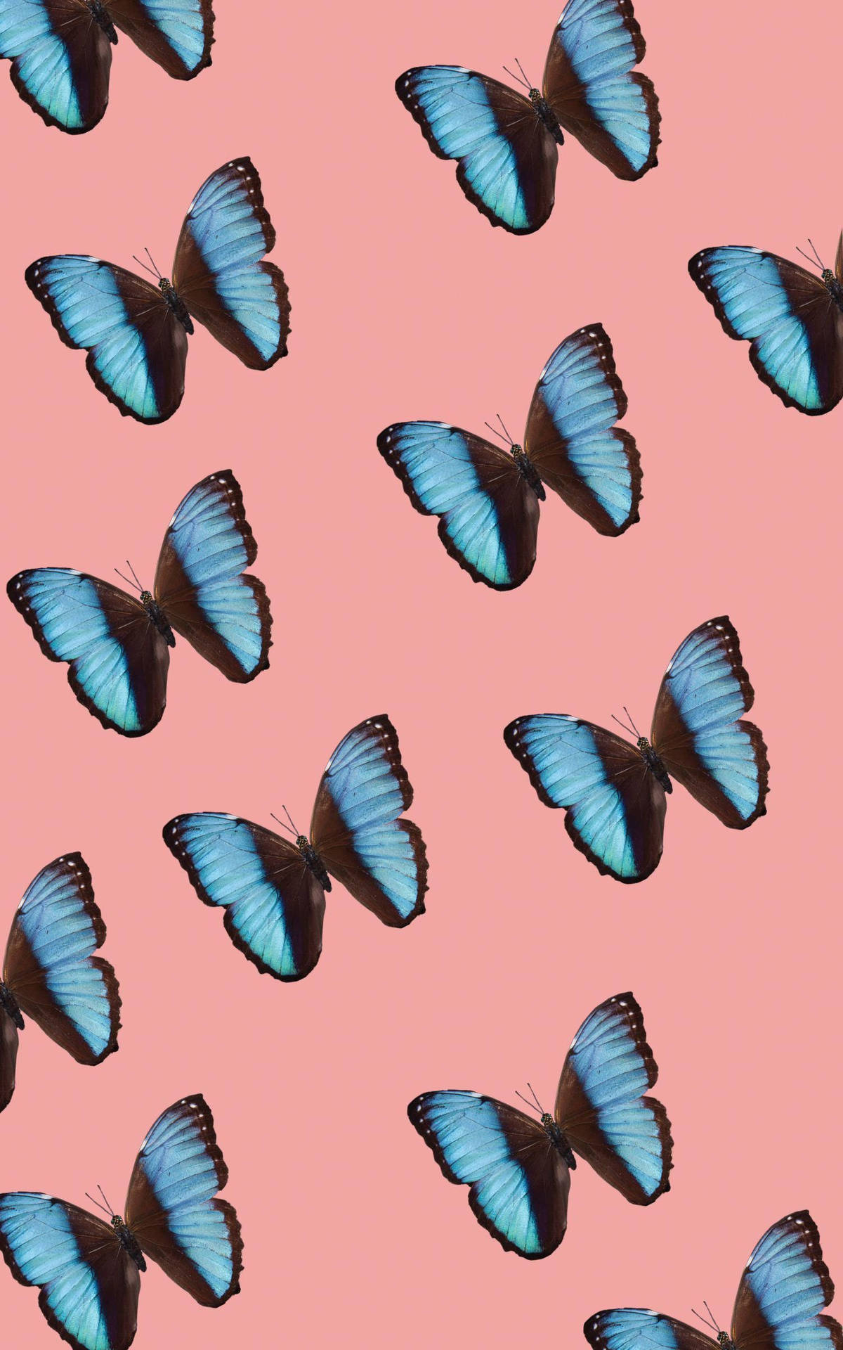 Pink Background For Butterfly Iphone Screen Background