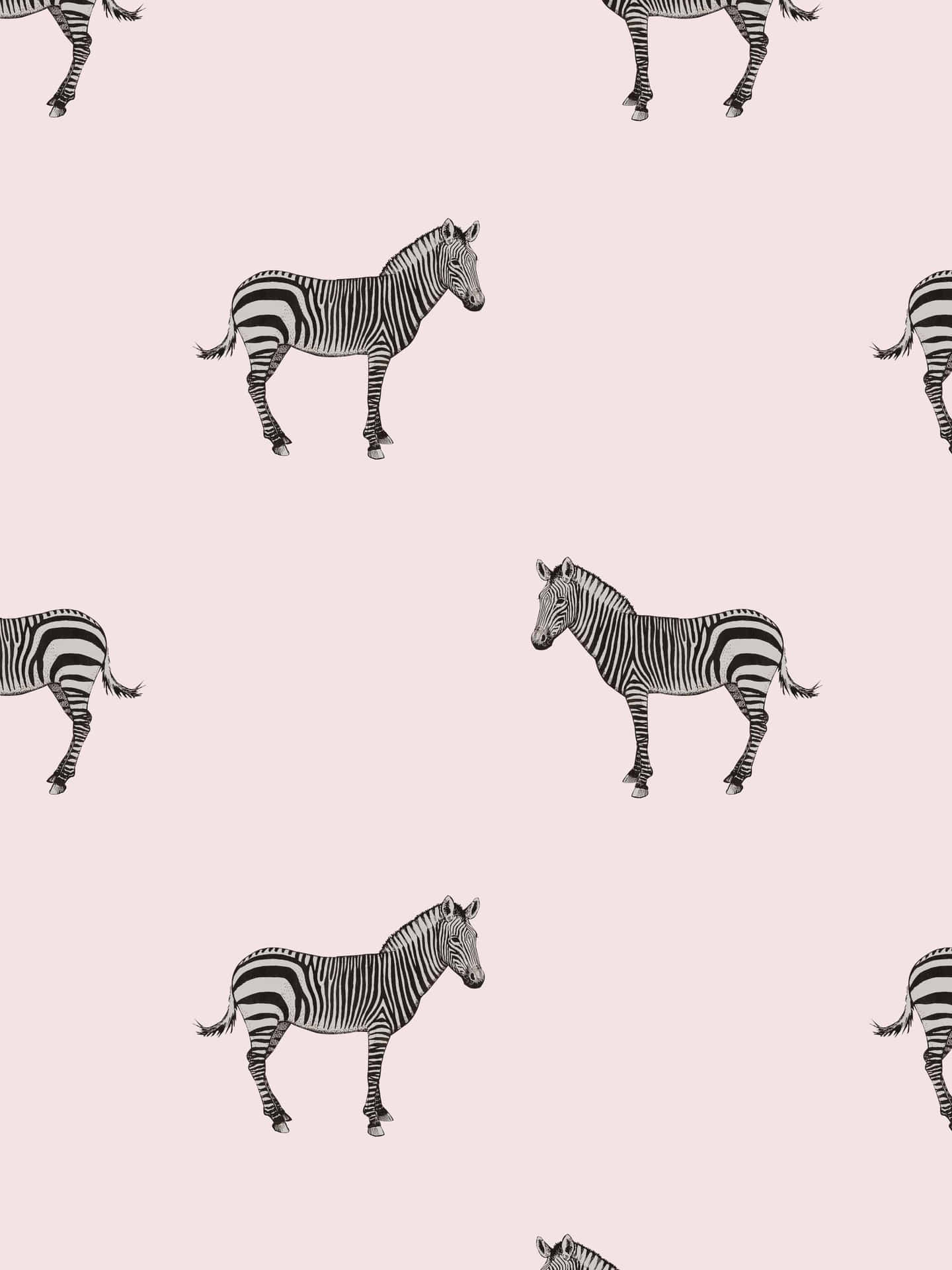 Pink Background Mini Zebra Background