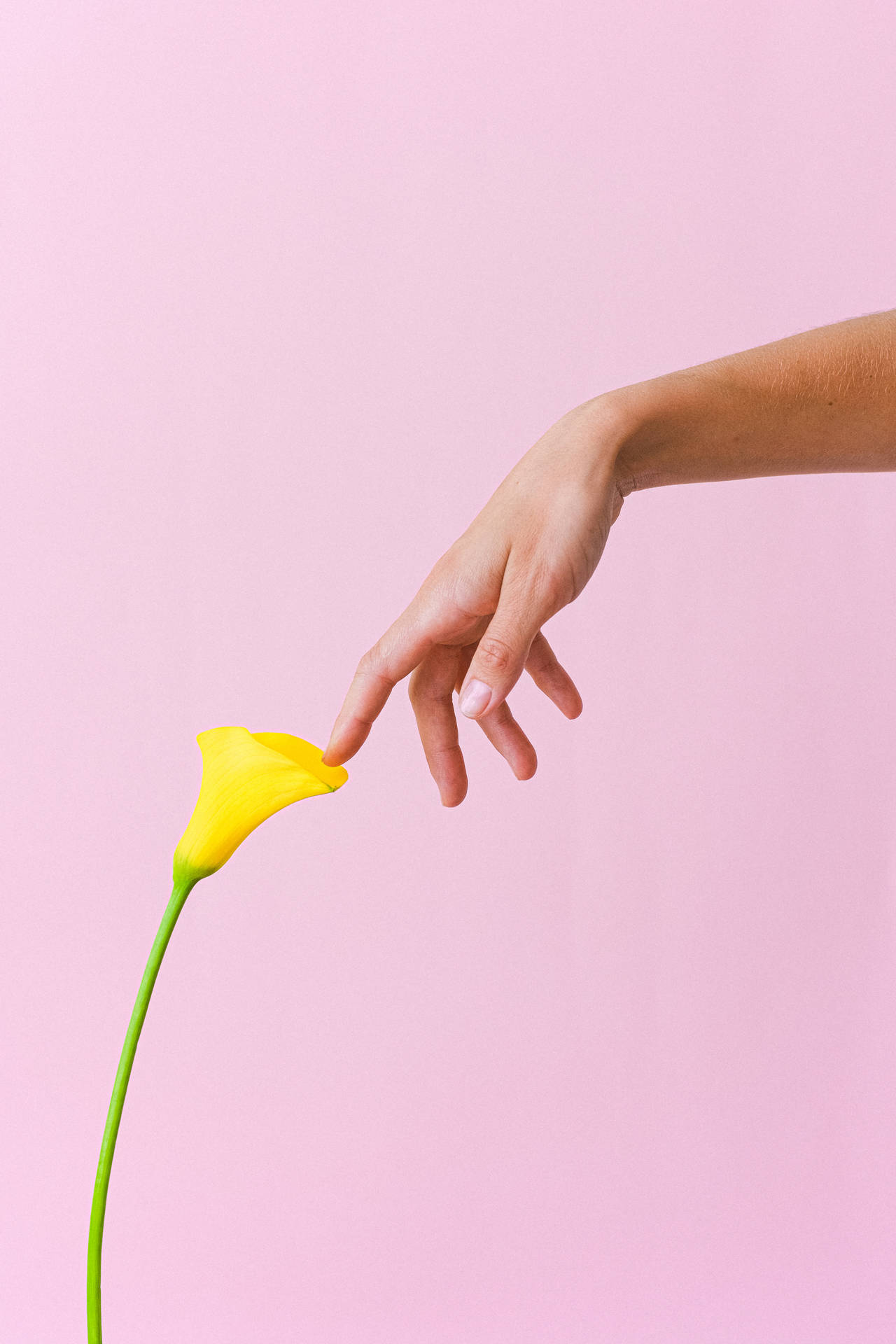 Pink Background With Yellow Flower