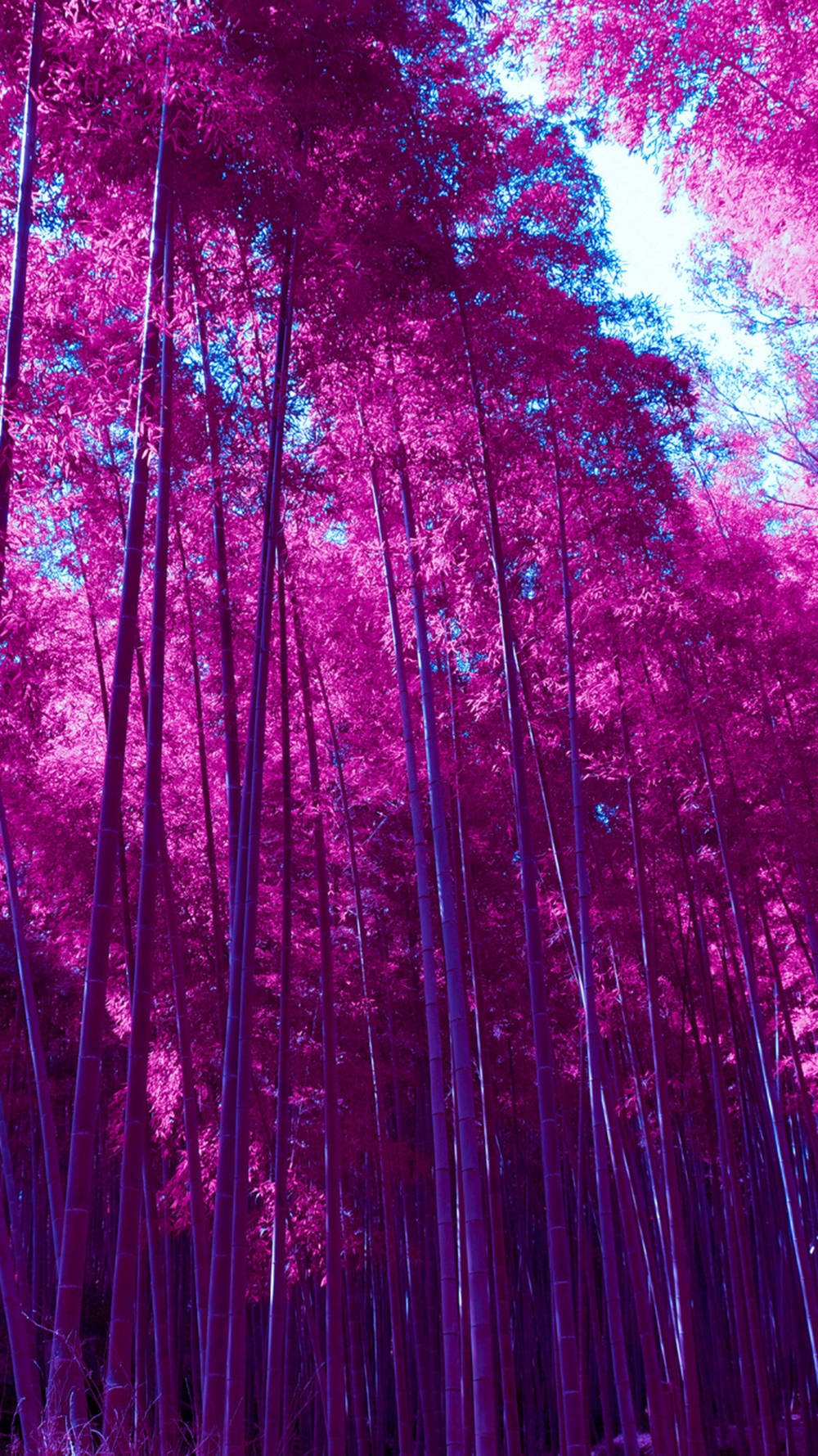 Pink Bamboo Grove Iphone