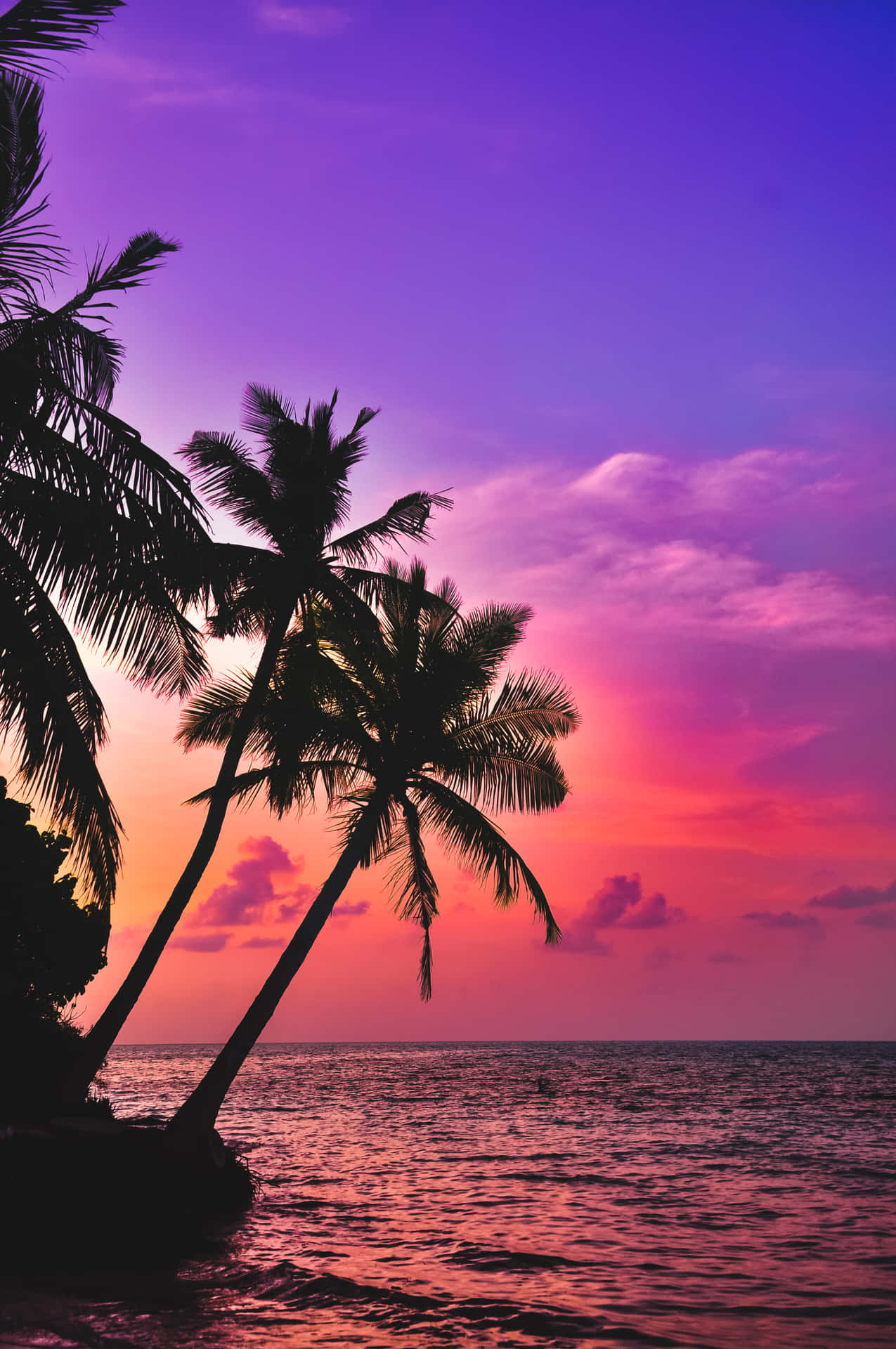 Pink Beach Sunset With Palm Trees Background