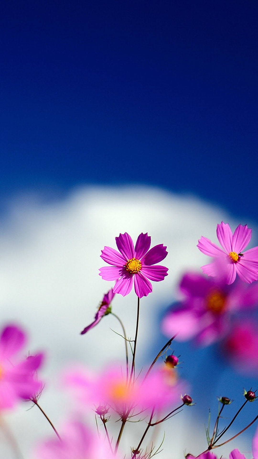 Pink Beautiful Flower Against Sky Background