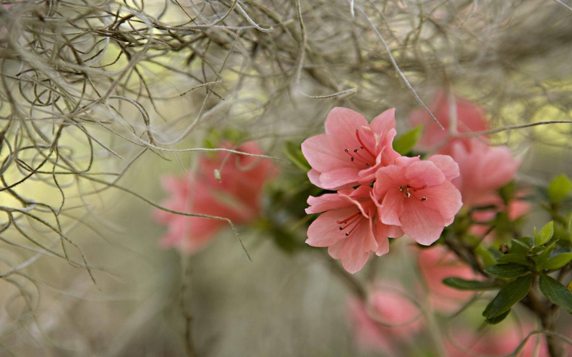 Pink Beautiful Spring Azalea Flowers Background