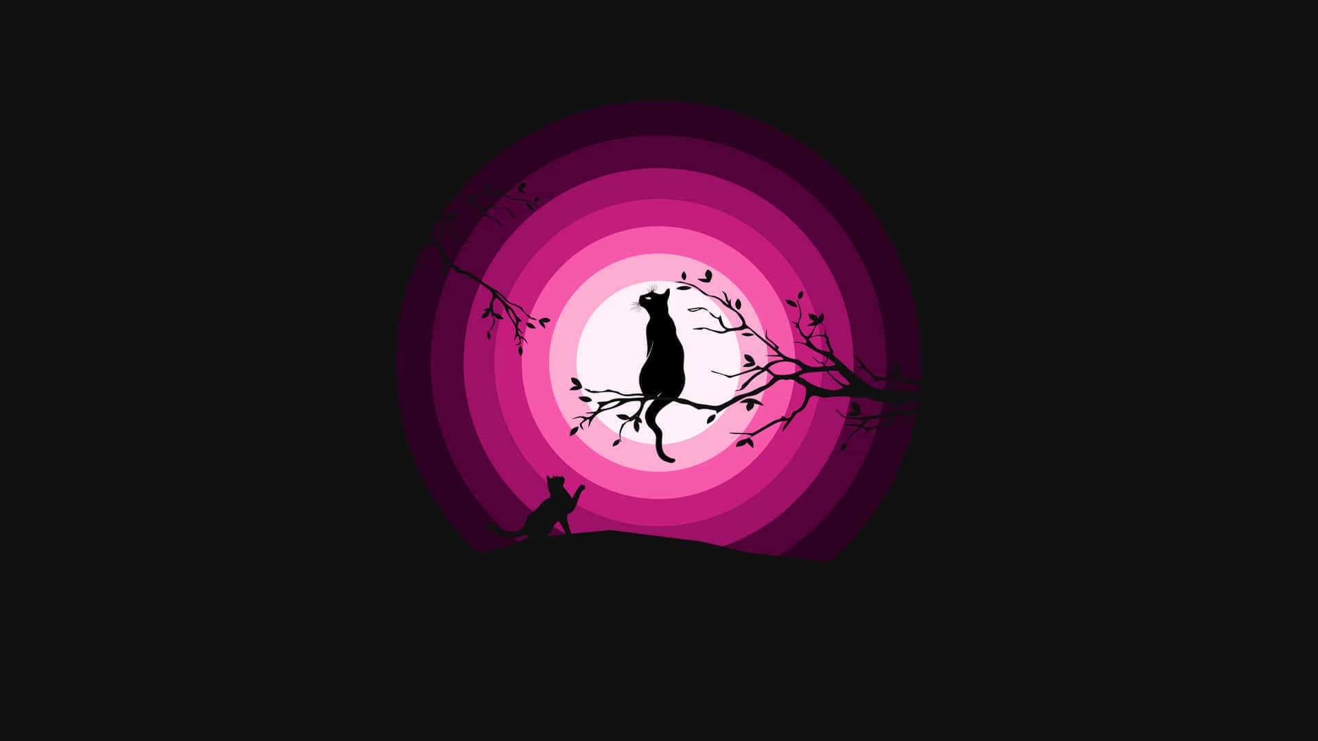 Pink Black Cat Sitting Background