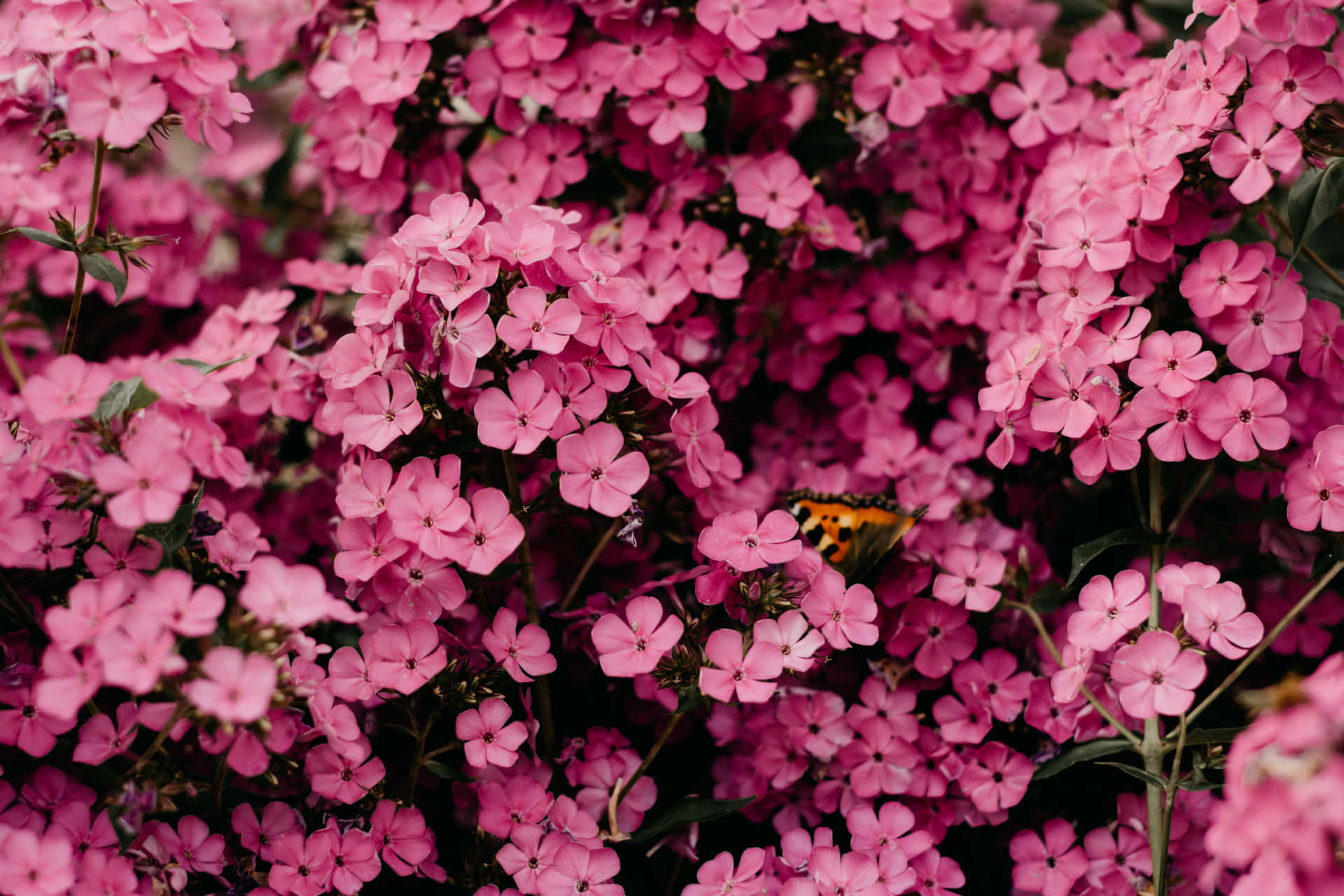 Pink Black Flowers Aesthetic Background