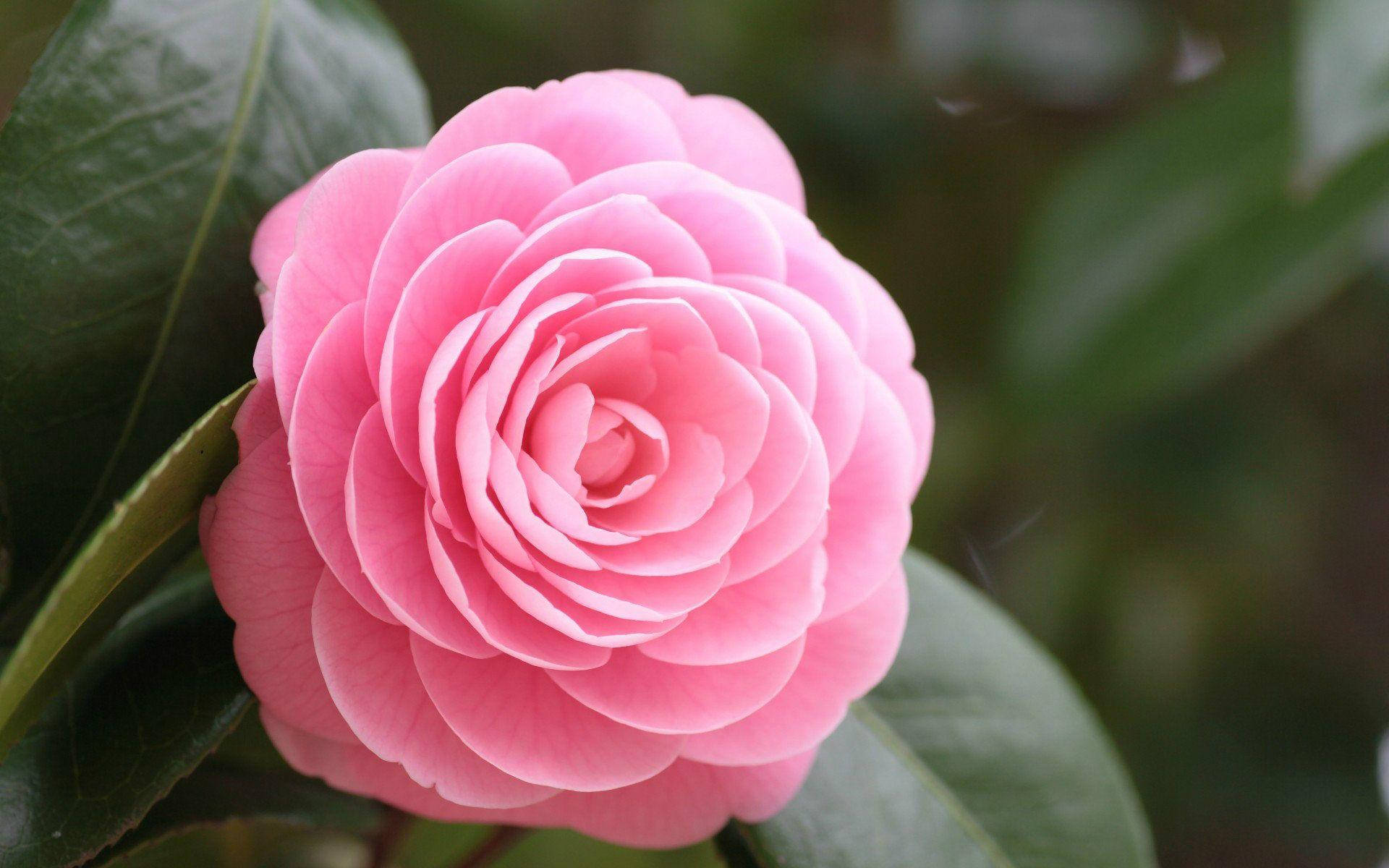 Pink Blooming Beautiful Rose Hd