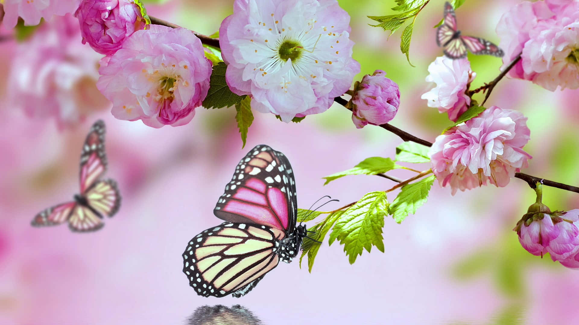 Pink Blooming Flowers And Butterflies Background