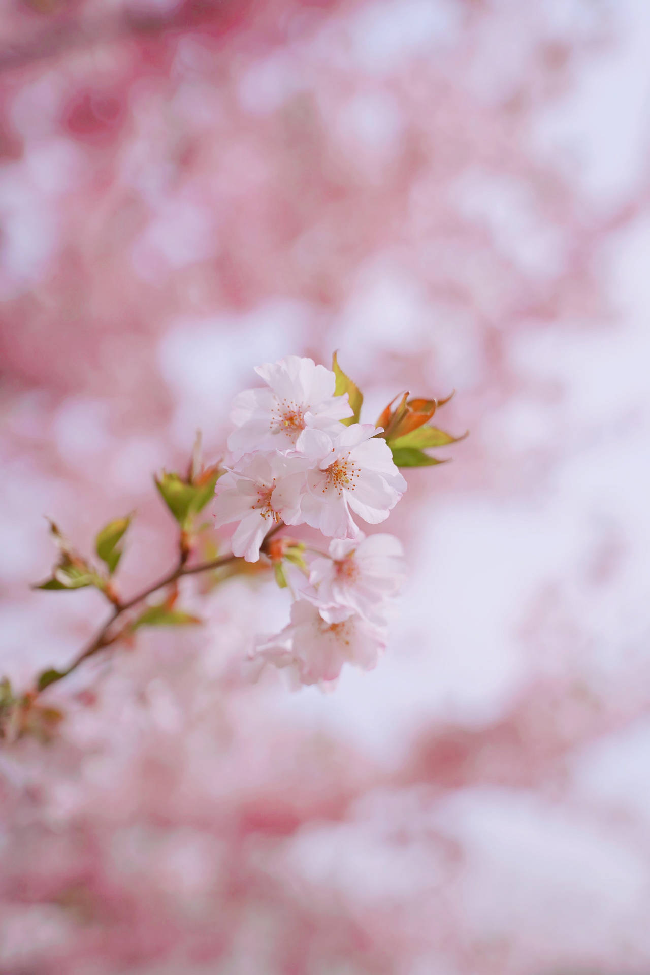 Pink Blossom Flower Android Background