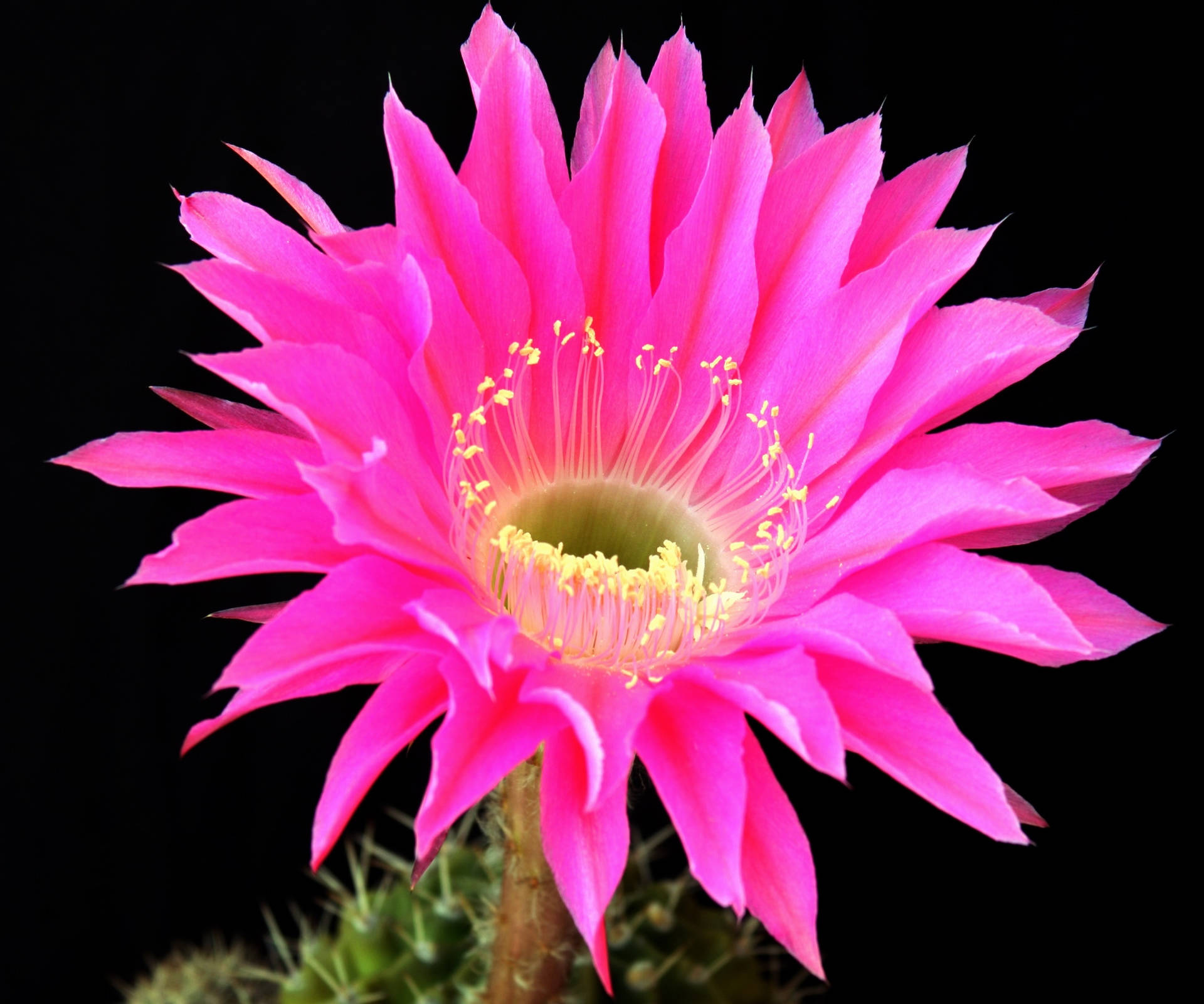 Pink Blossomed Cactus Flower Background
