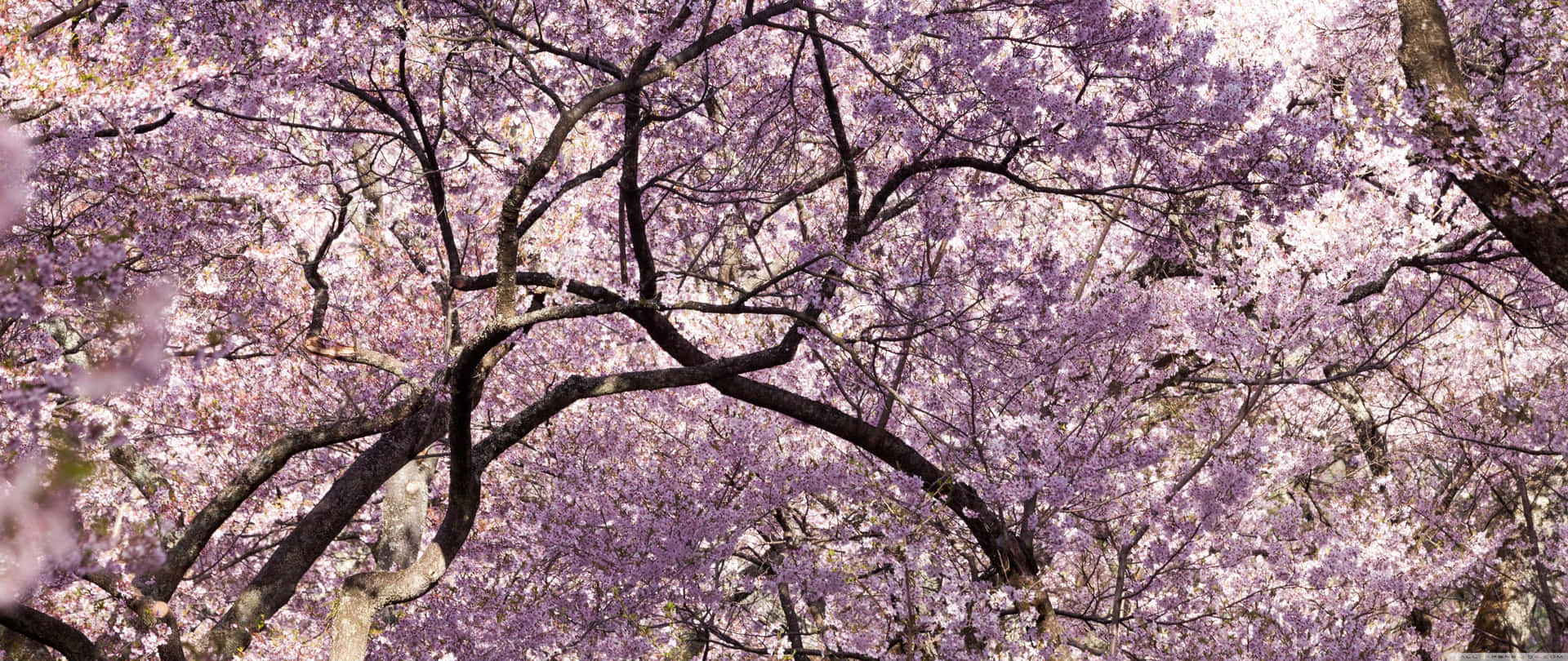 Pink Blossoms In Japan’s Springtime Background