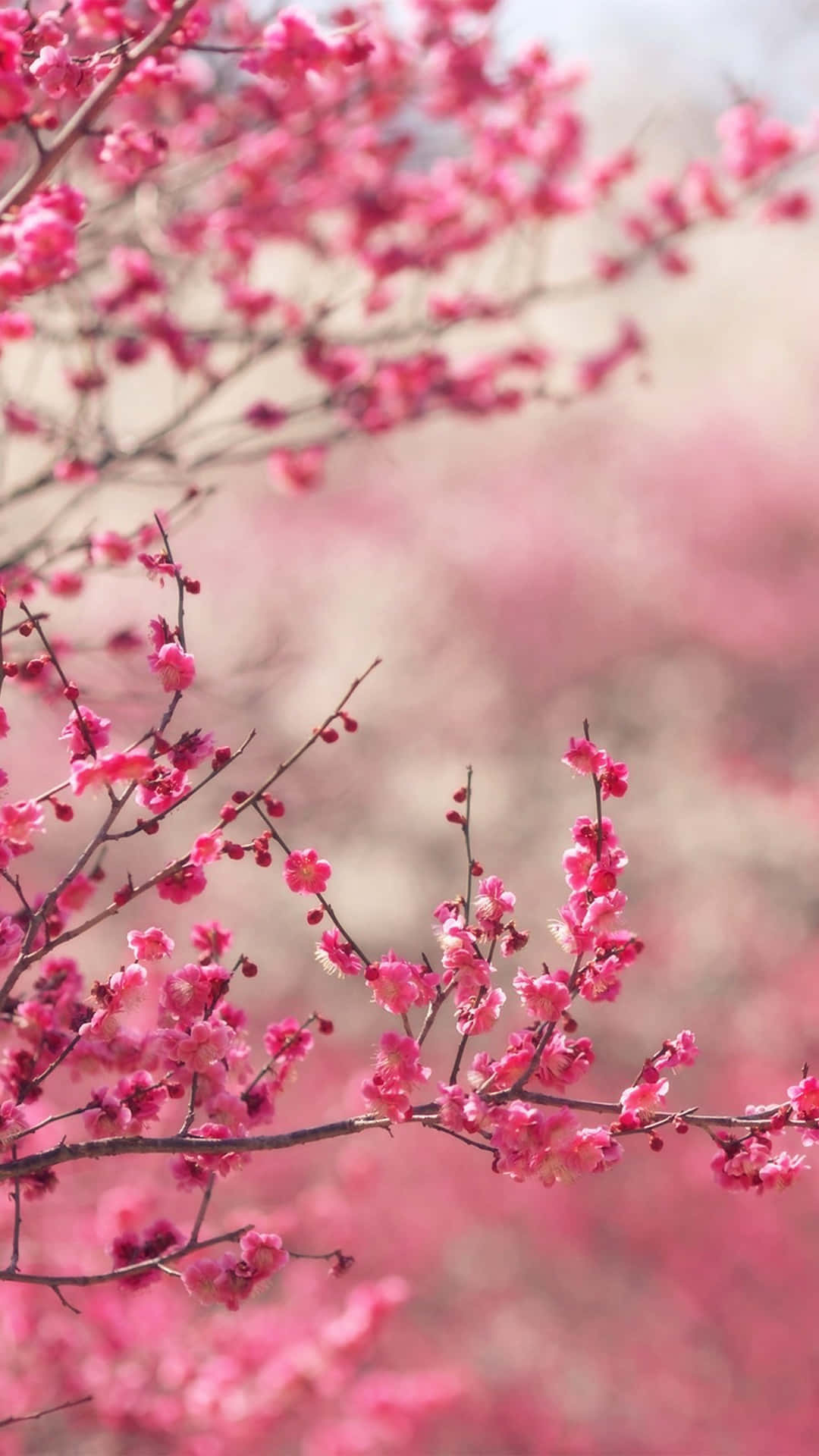 Pink Blossoms On A Tree Background