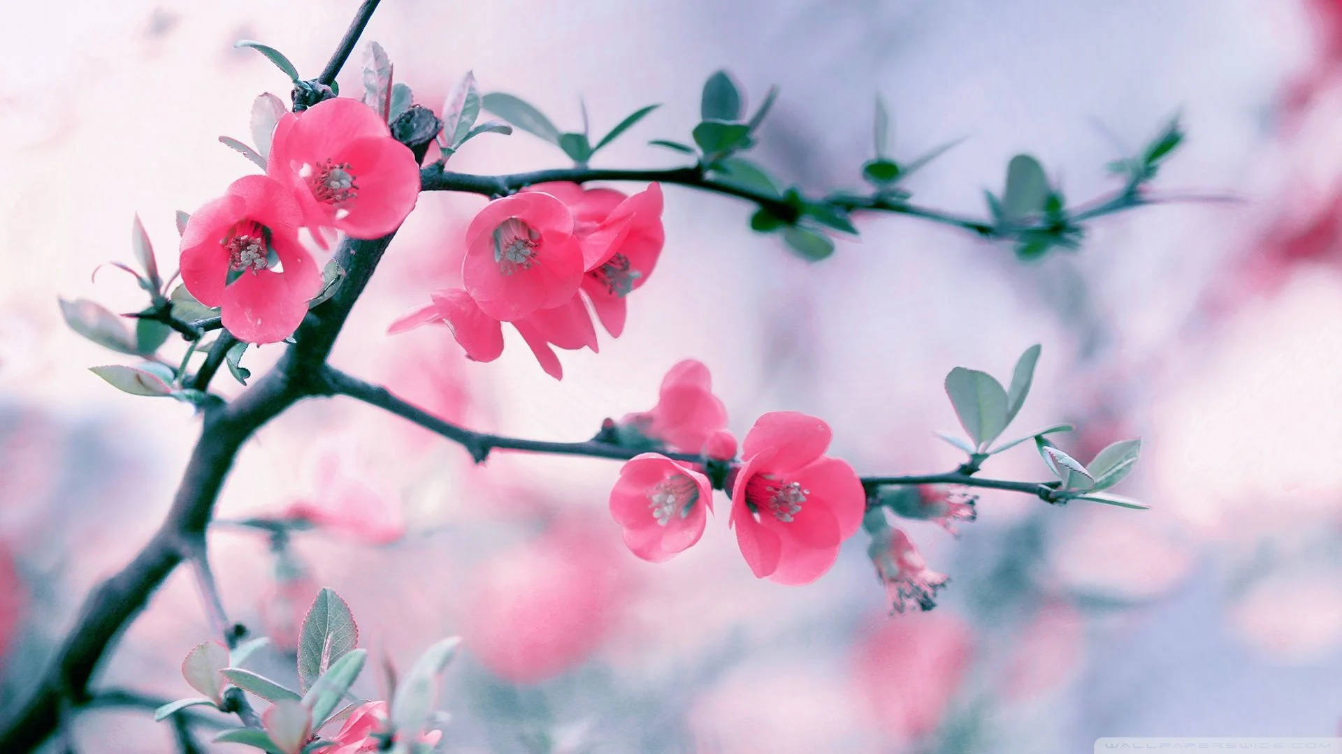 Pink Blossoms Real Floral Background
